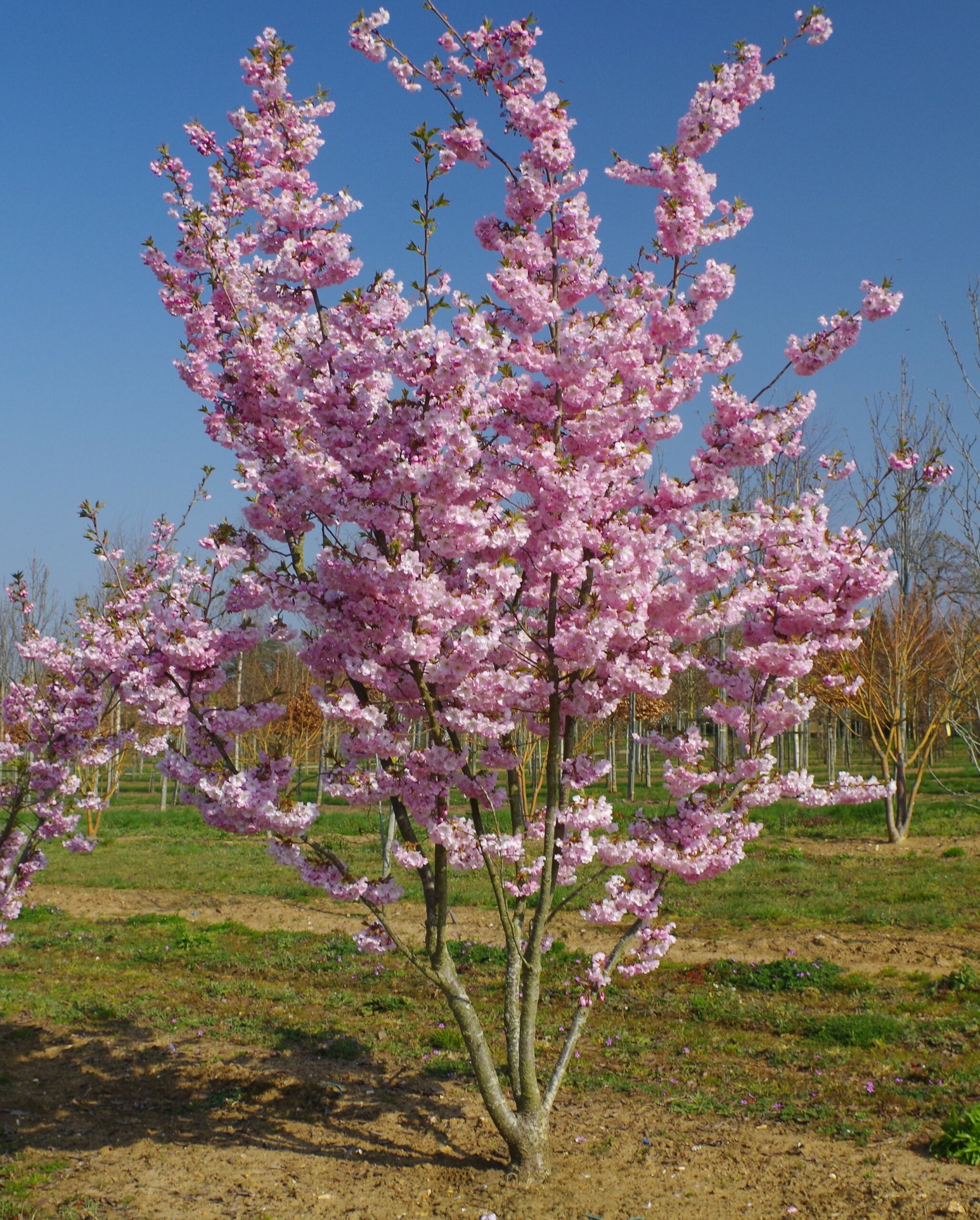 Prunus Accolade multi stem tree with pink flower blossom growing in field