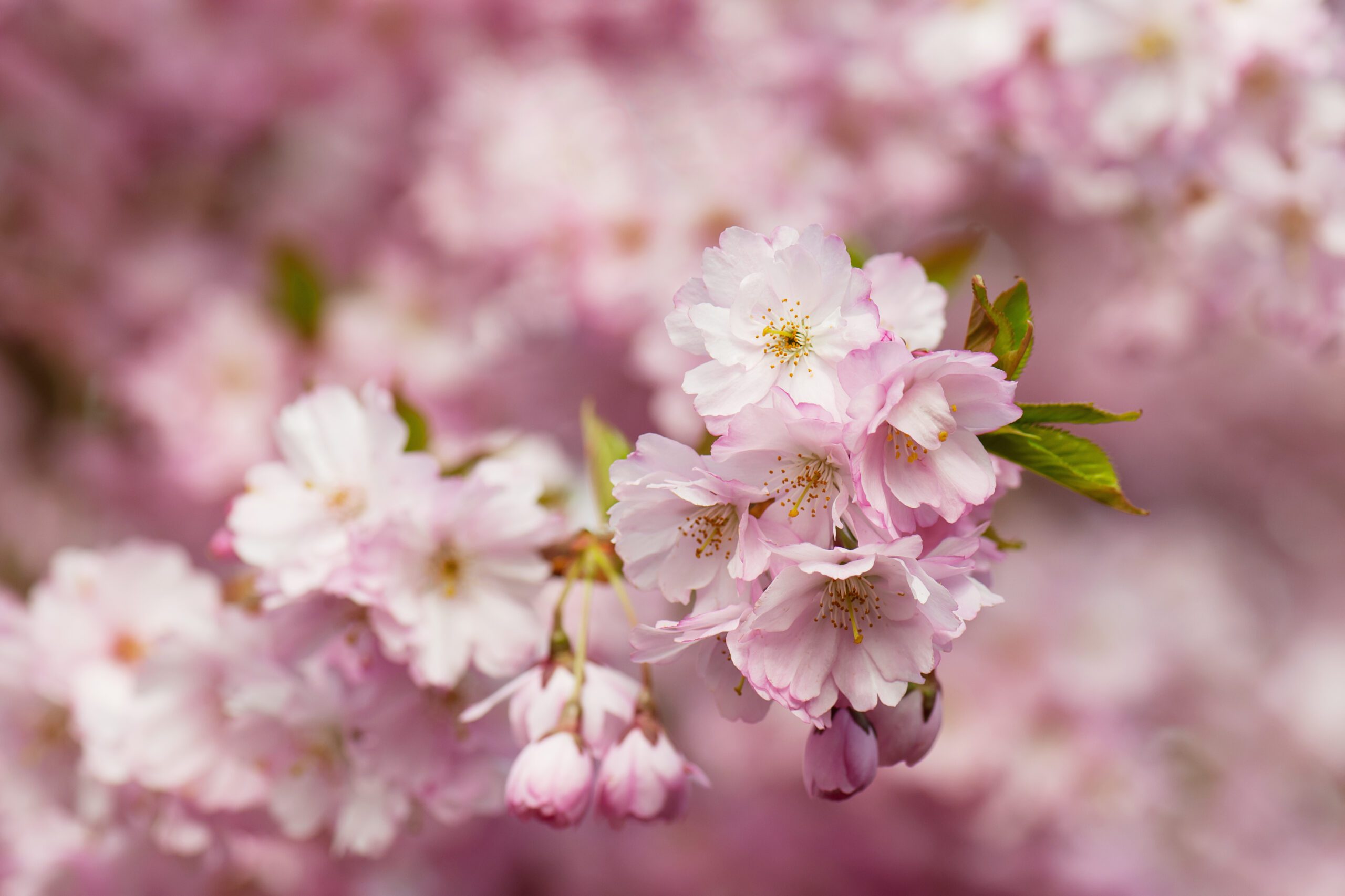 Prunus Accolade pink flower blossom
