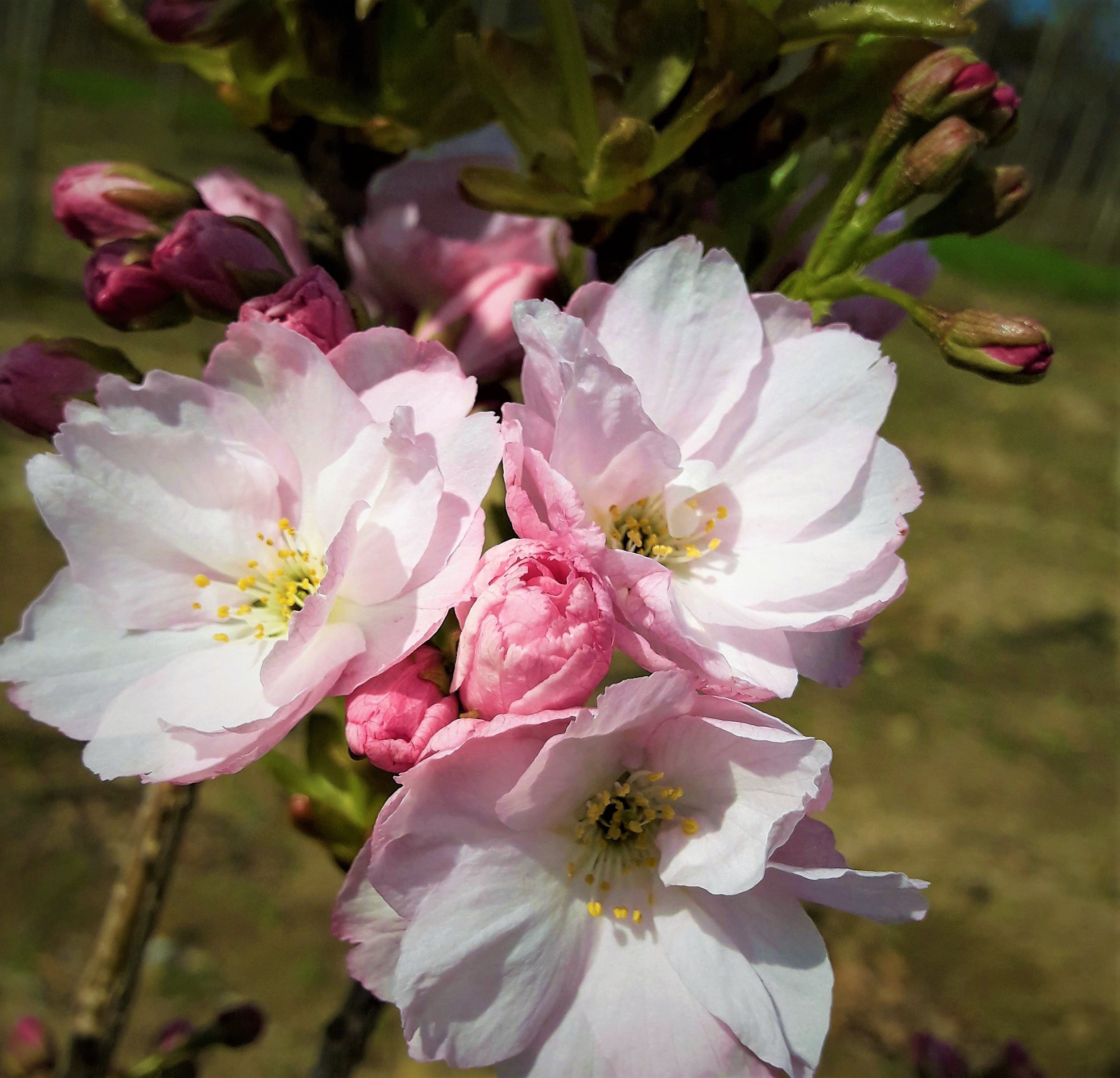 Prunus amanogawa pink flower blossoms