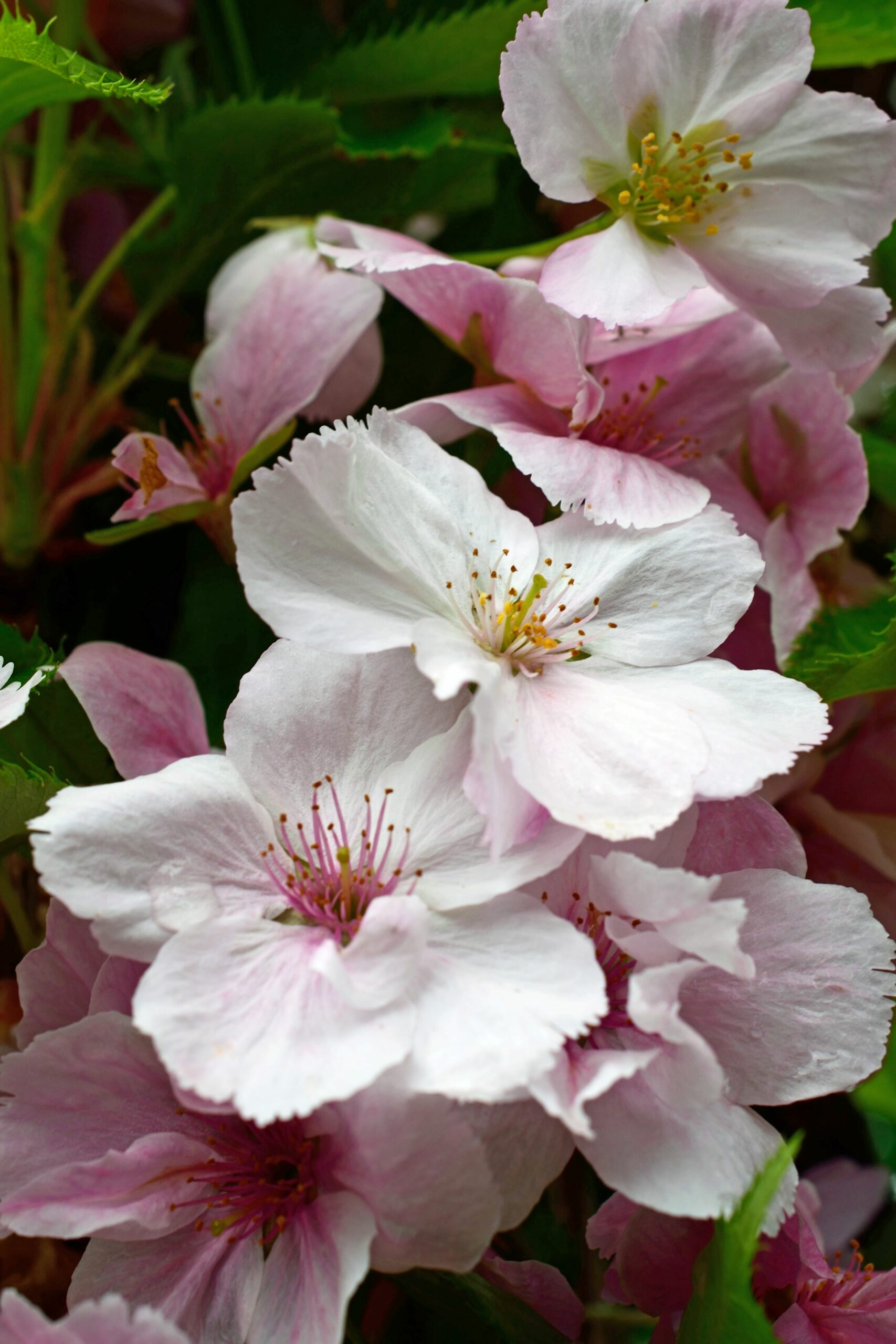 Prunus amanogawa flower blossoms