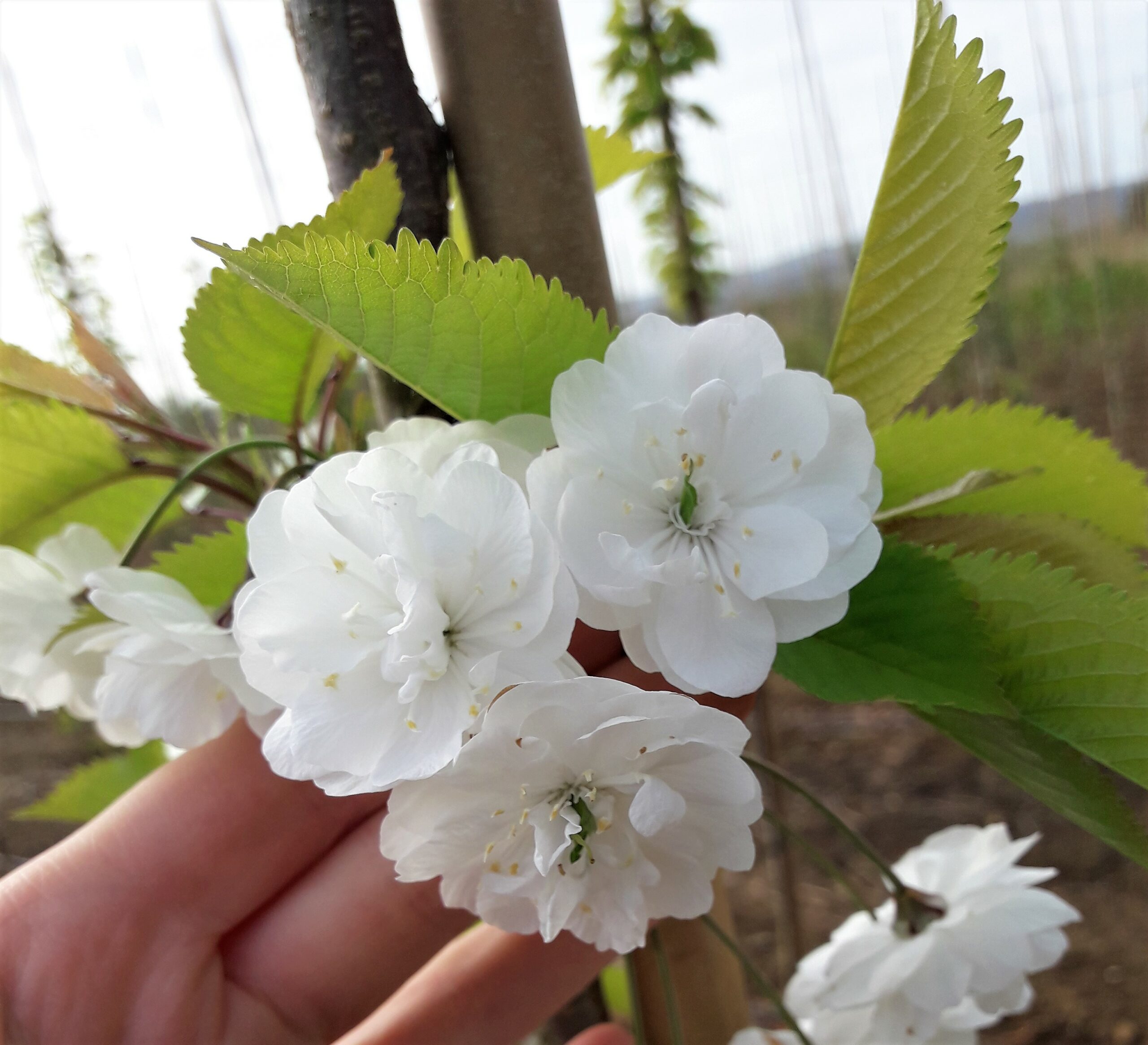 Prunus avium Plena white flower blossom and green leaves