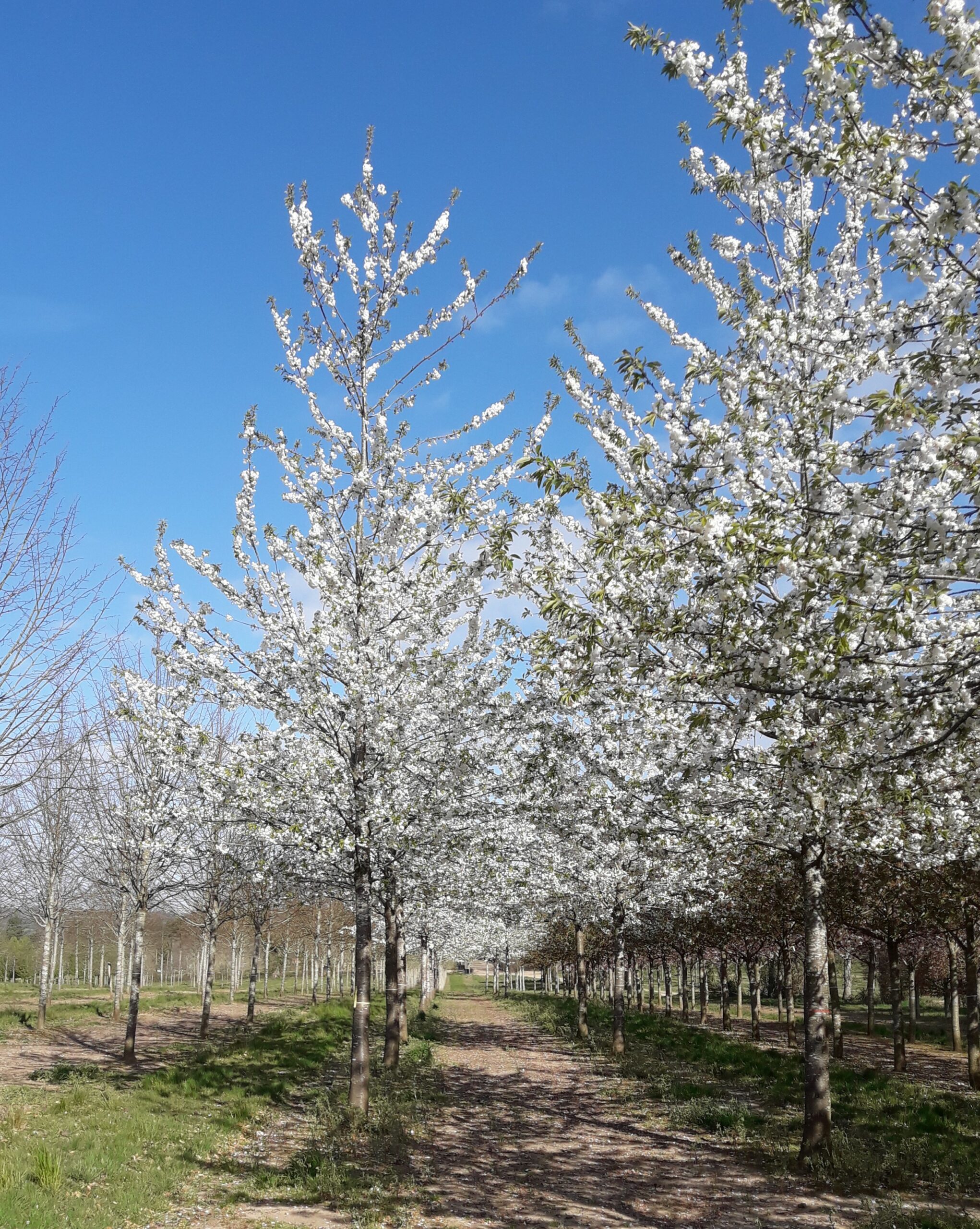Prunus avium Plena semi mature trees growing in rows in a field with blossom