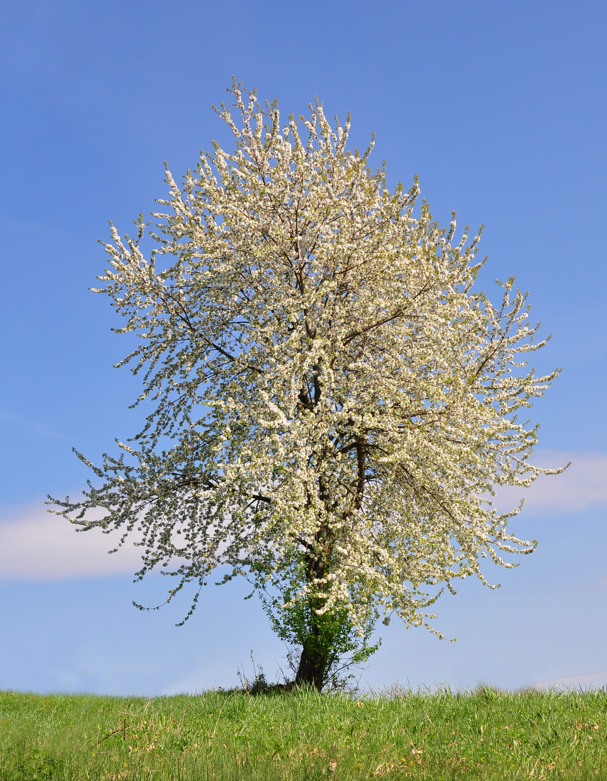 Prunus avium Wild Cherry mature tree in field