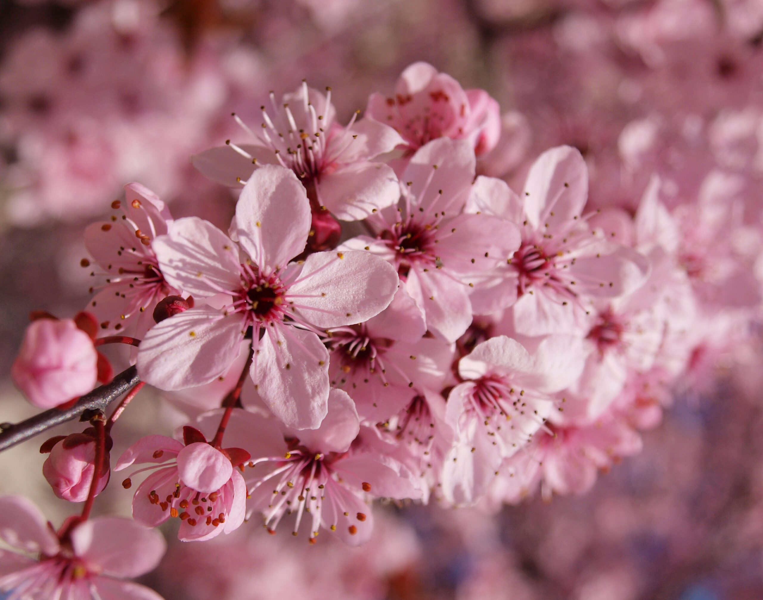 Prunus cerasifera nigra pink flower blossoms