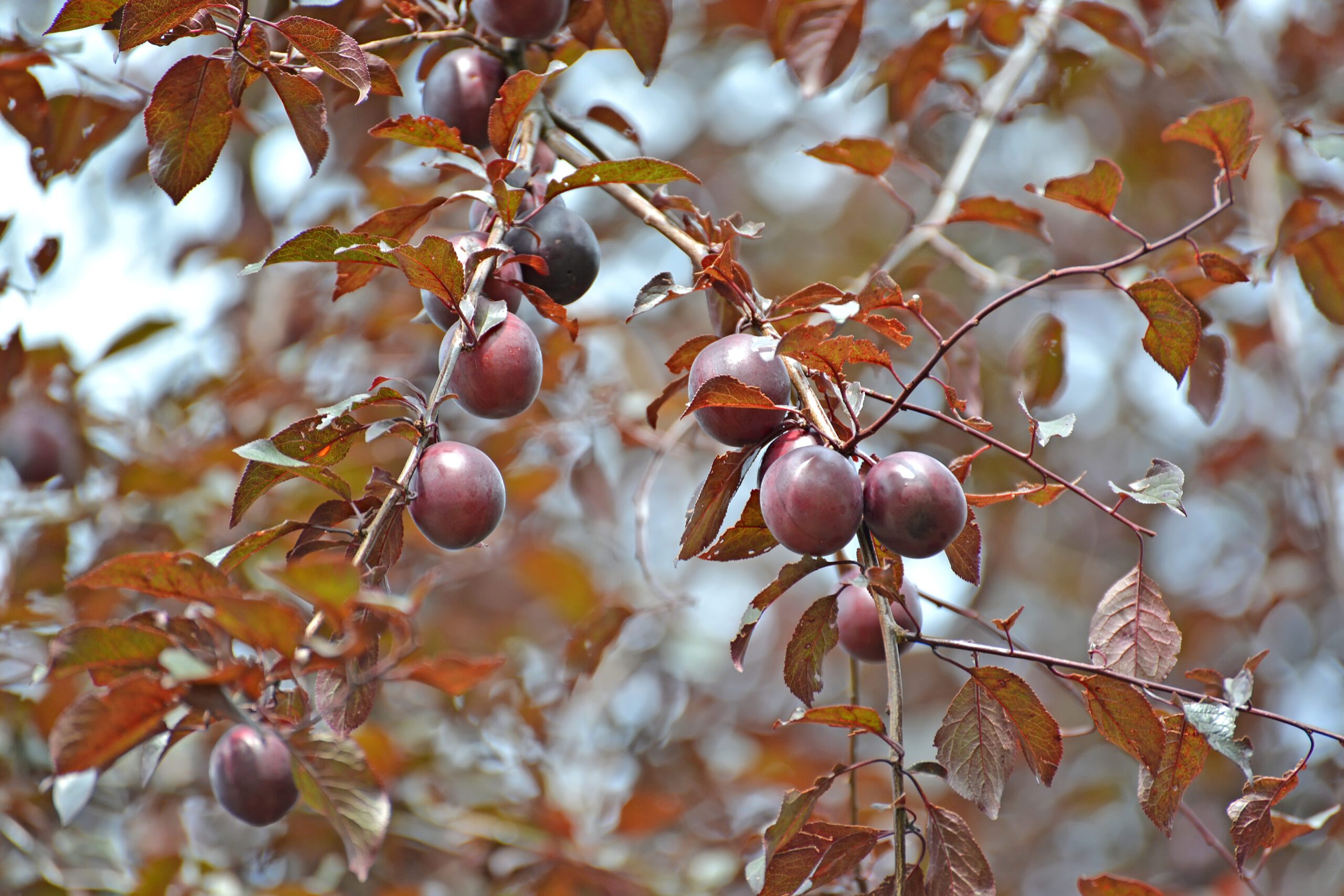 Prunus cerasifera pissardii fruits and foliage