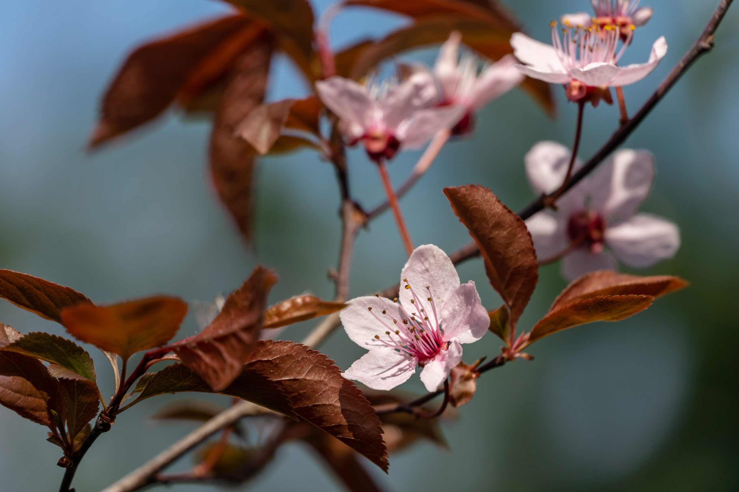 Prunus cerasifera pissardii pink flower blossom and brown leaves