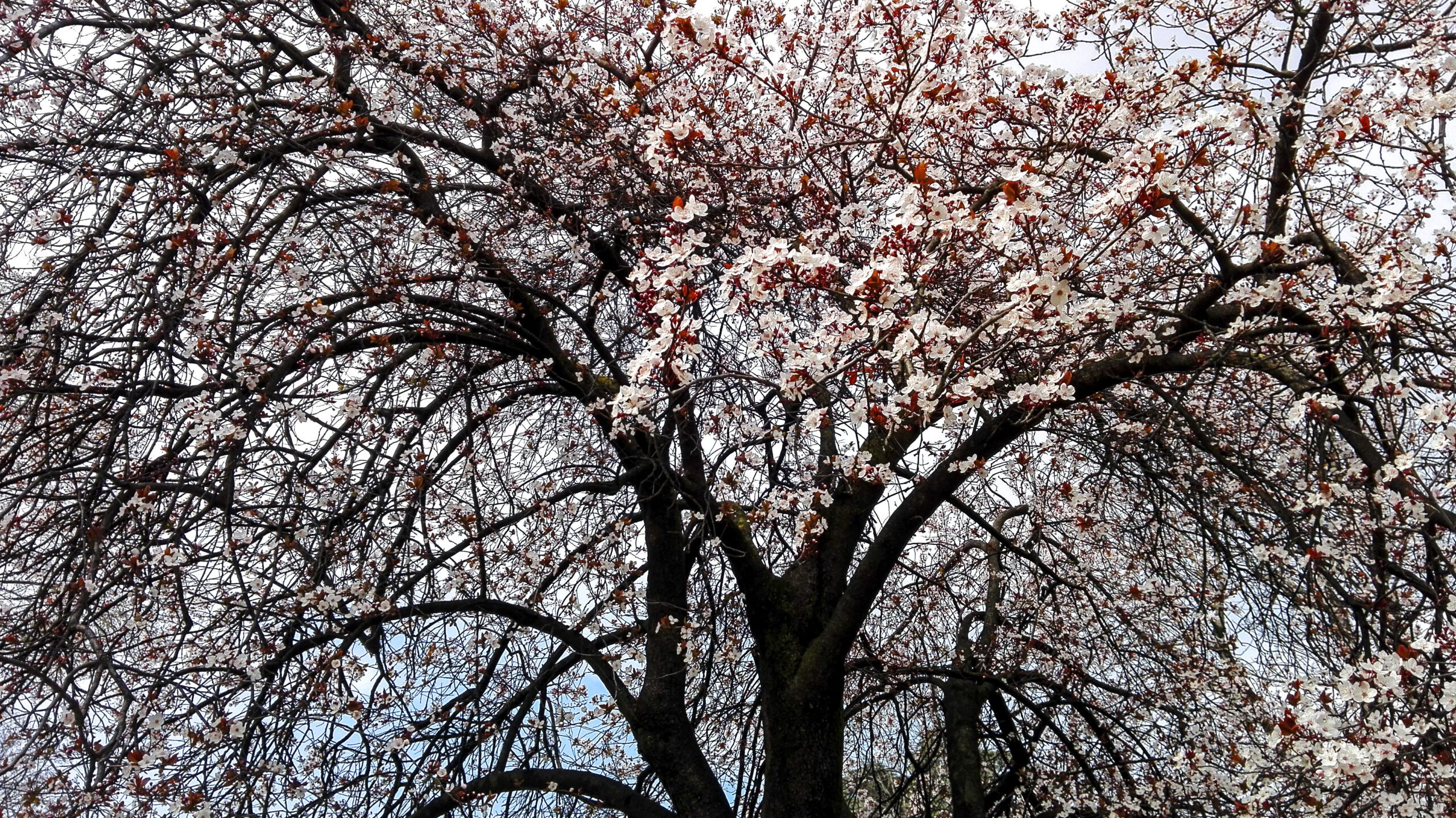 Prunus cerasifera pissardii mature tree canopy with blossom