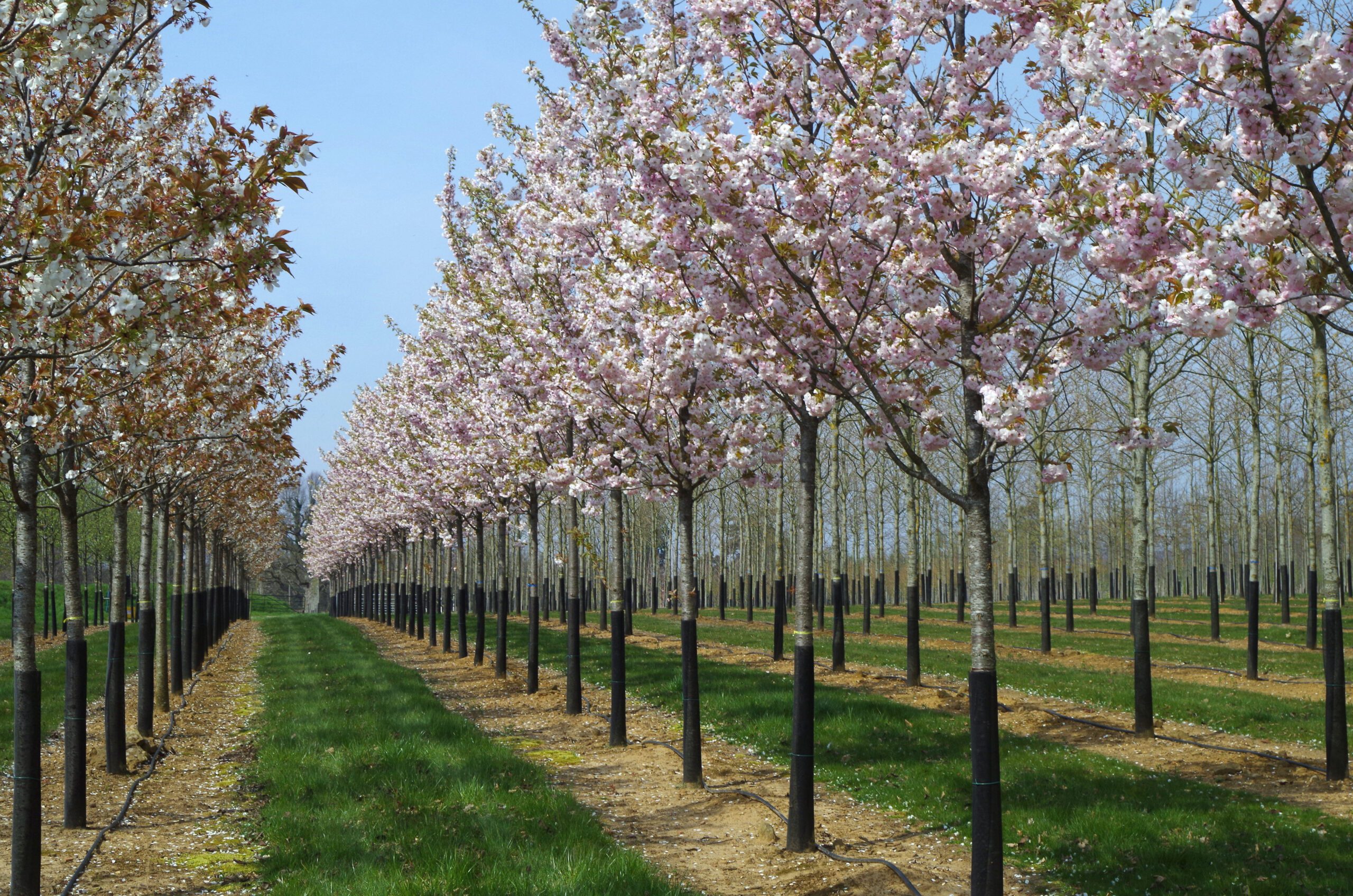 Prunus ichiyo semi mature trees with pink blossom growing in rows in a field