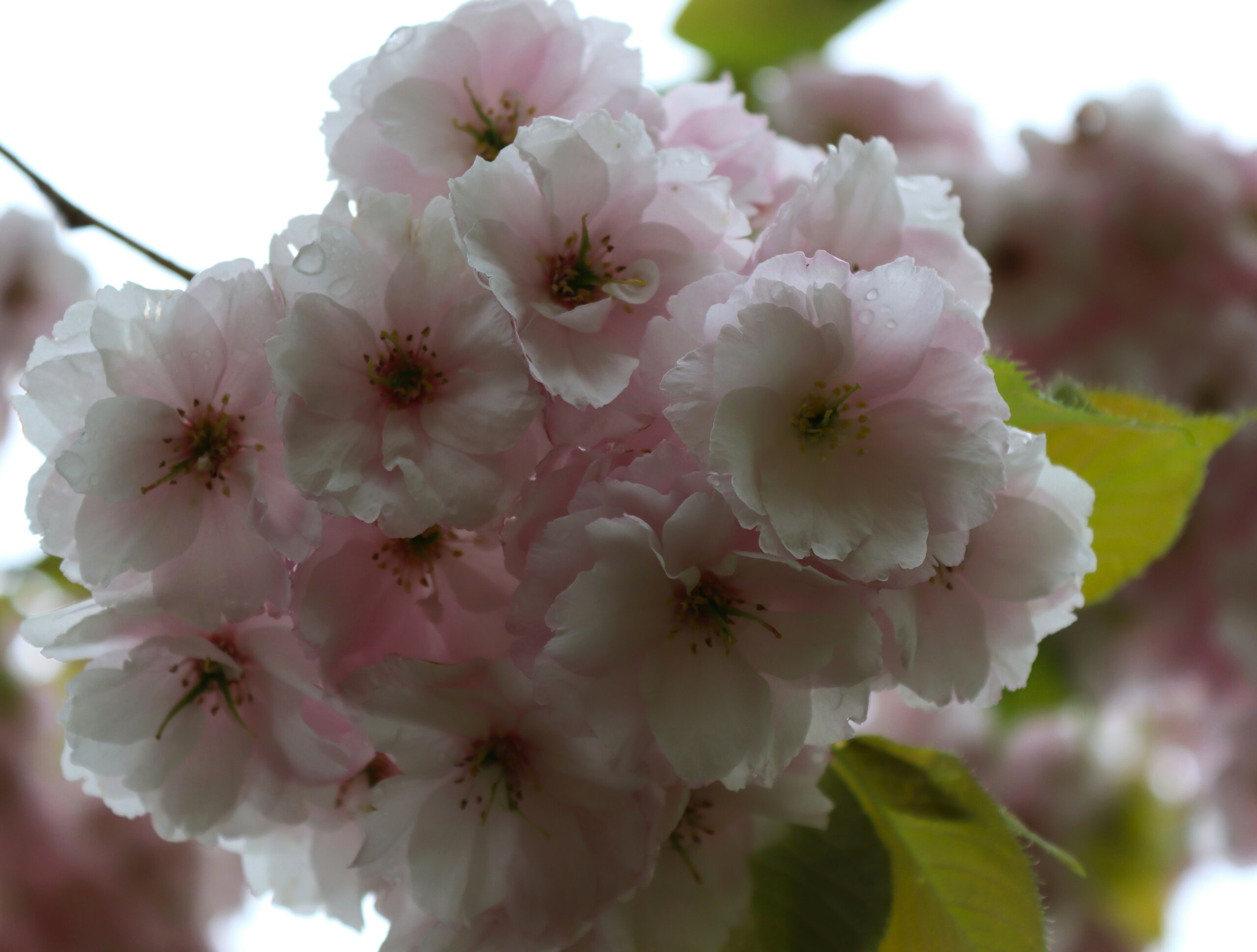Prunus ichiyo pink flower blossom