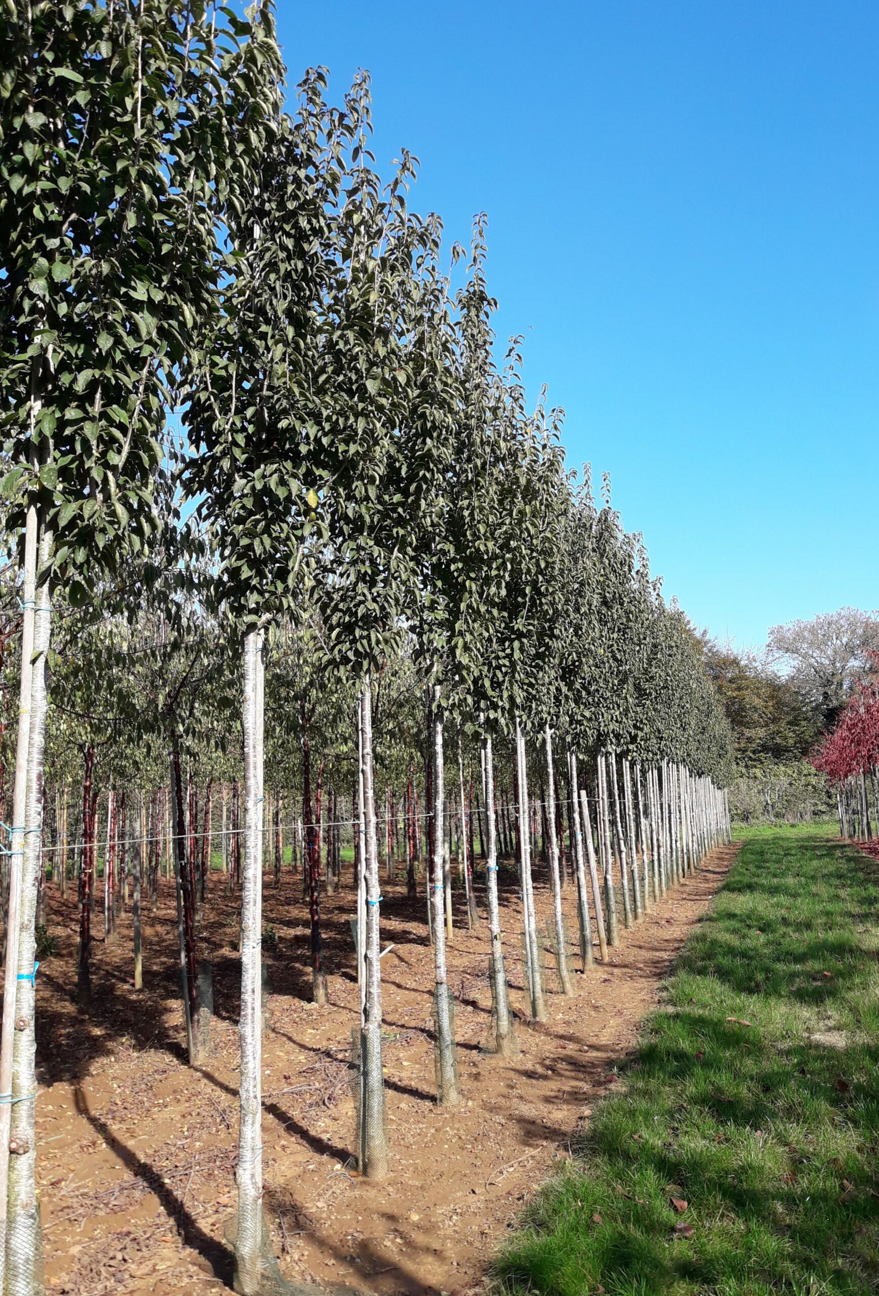Prunus litigiosa Tassel semi mature field grown trees