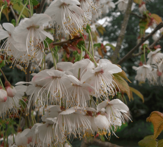 Prunus litigiosa Tassel white flower blossom