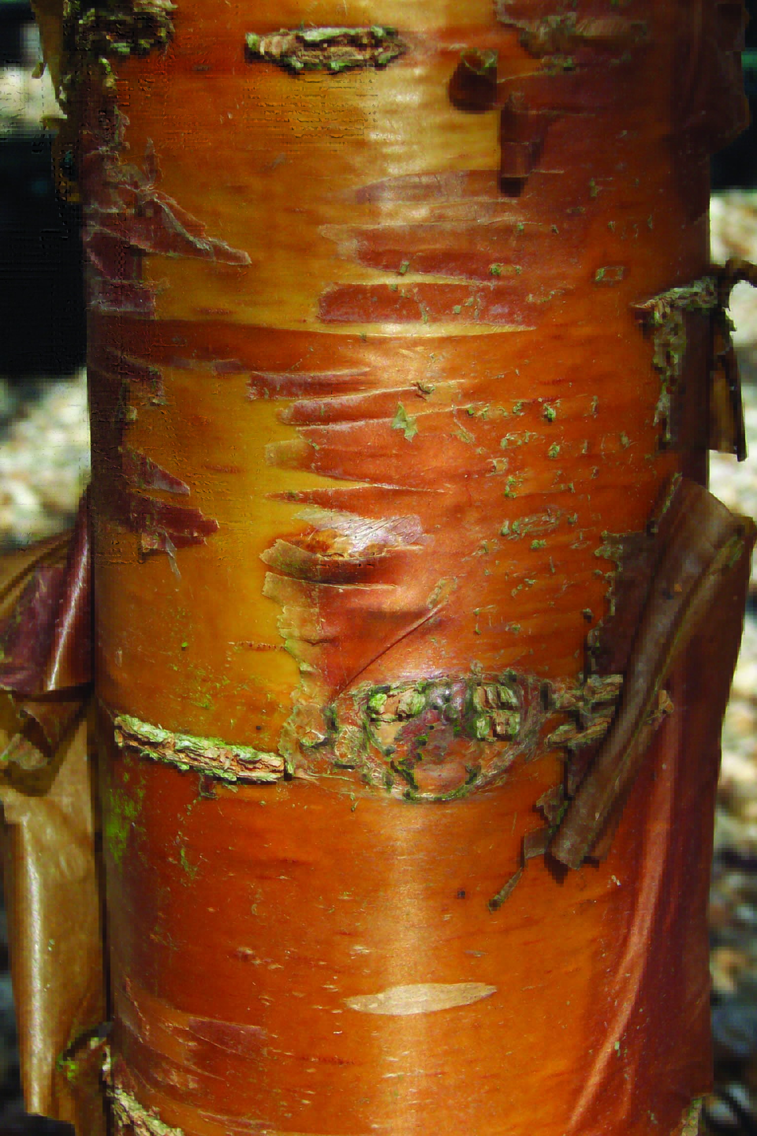 Prunus maackii Amber Beauty bark