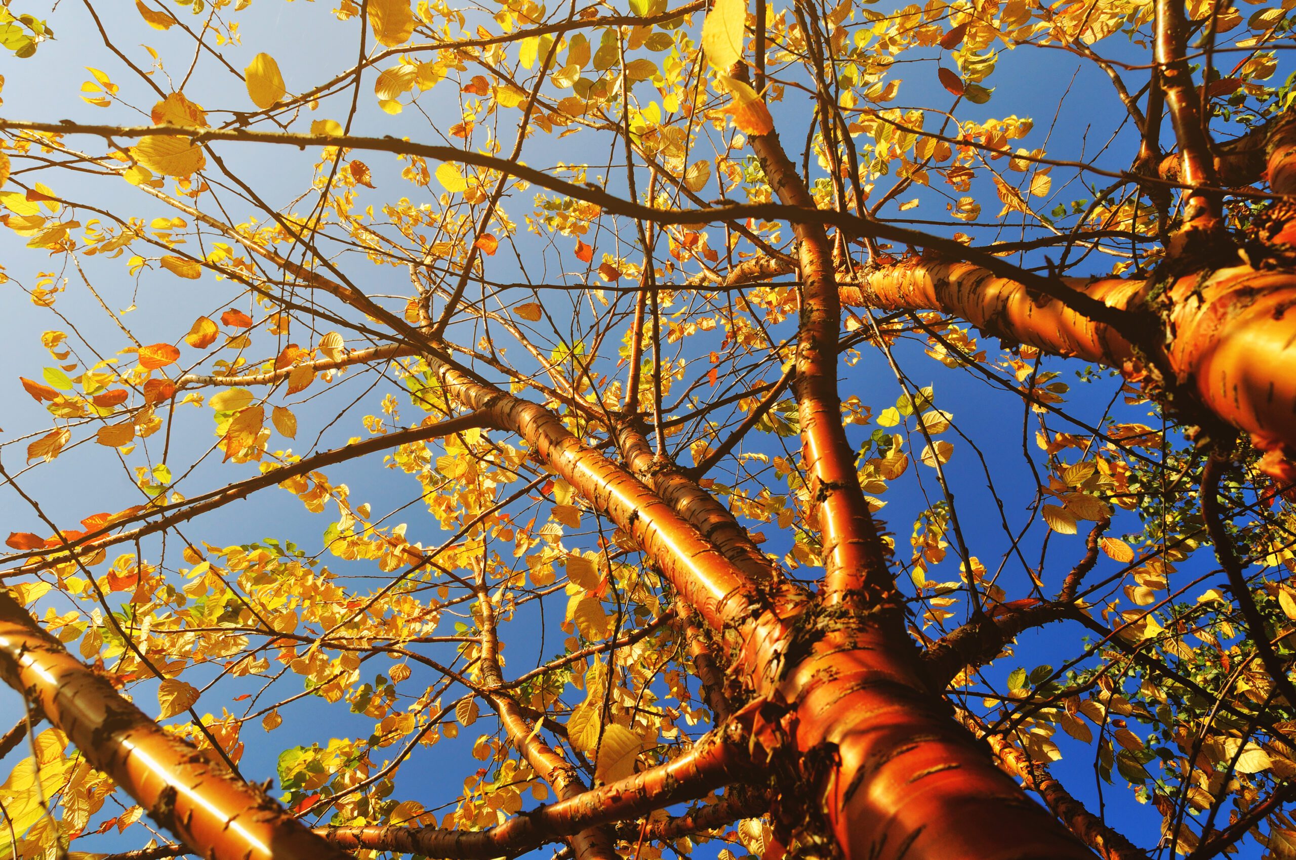 Prunus maackii Amber Beauty tree canopy in autumn