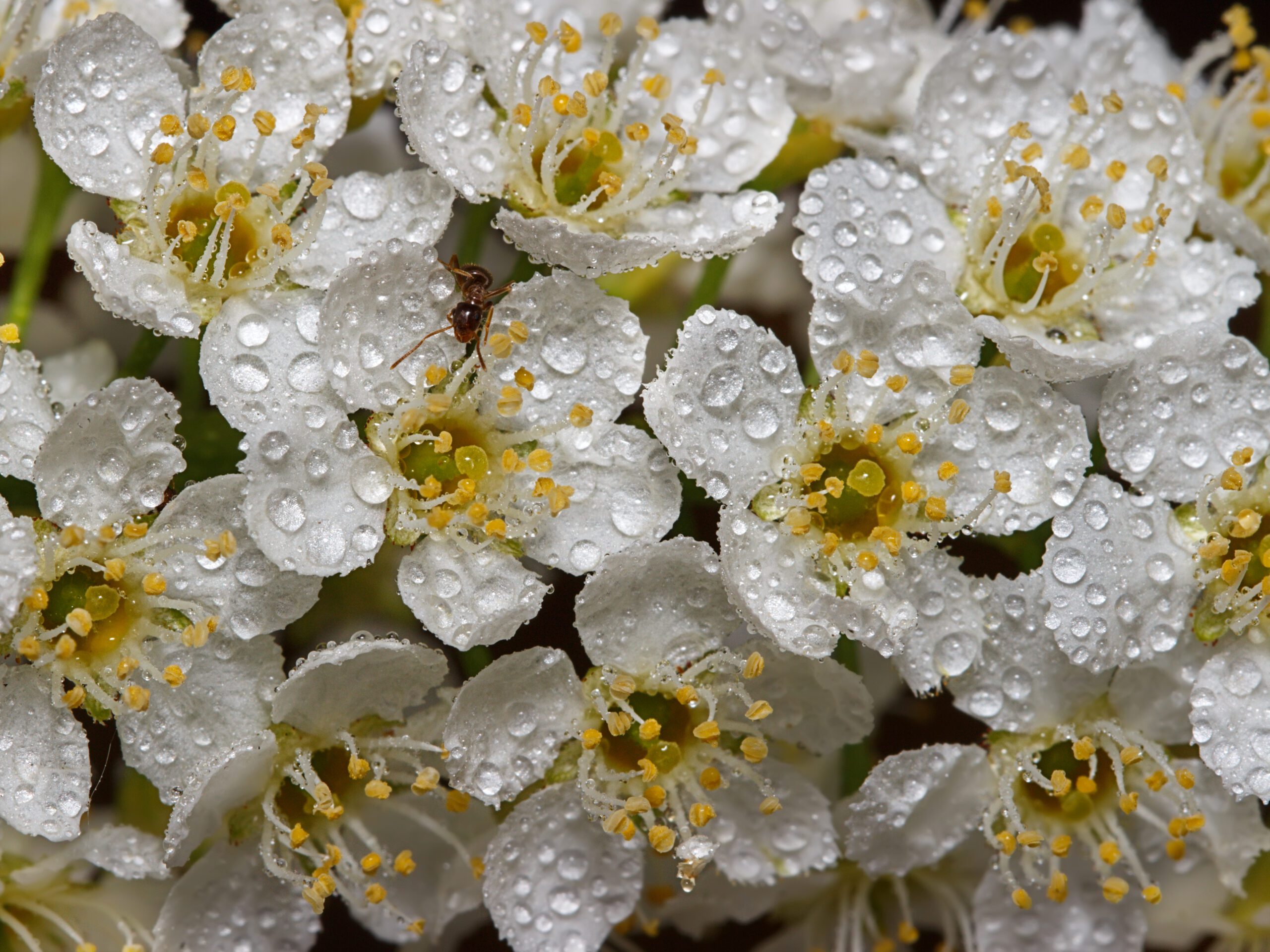 Prunus padus Waterii white flower blossoms with raindrops
