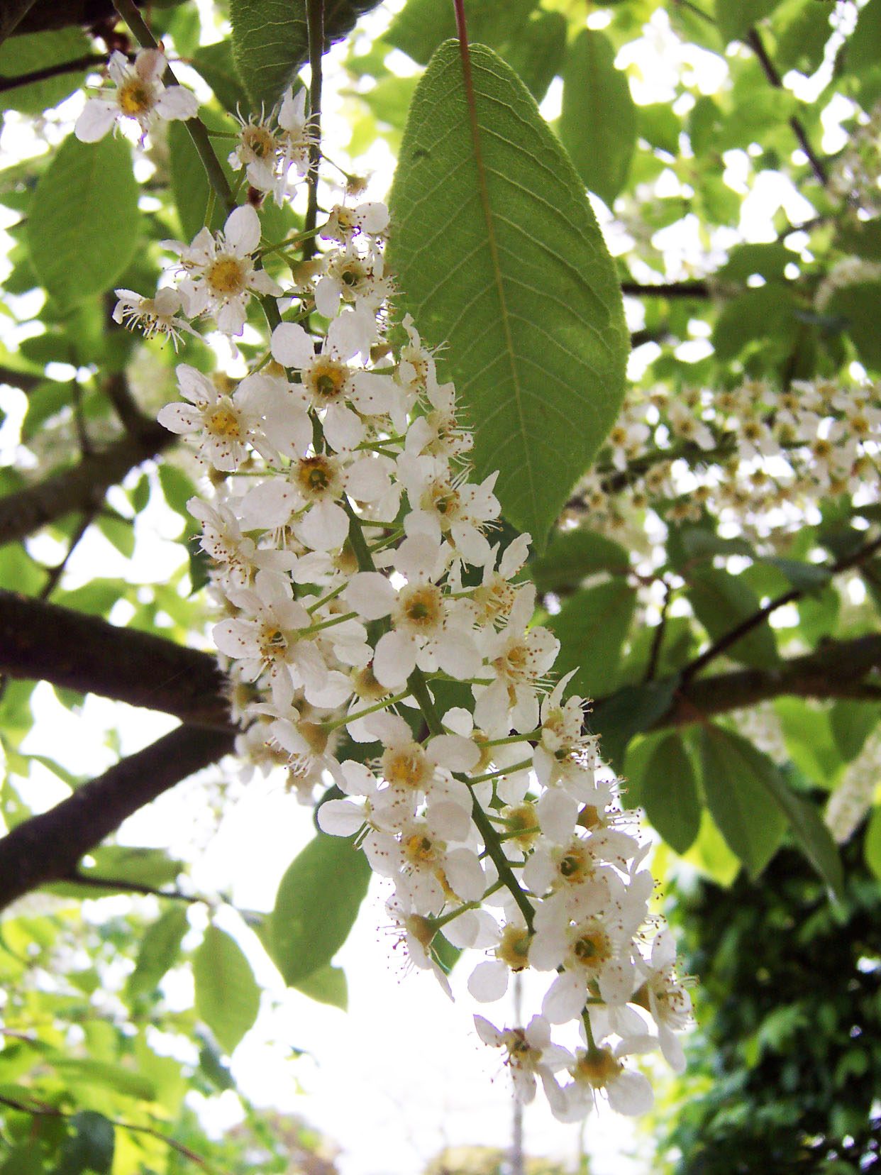 Prunus padus Waterii white flower blossoms