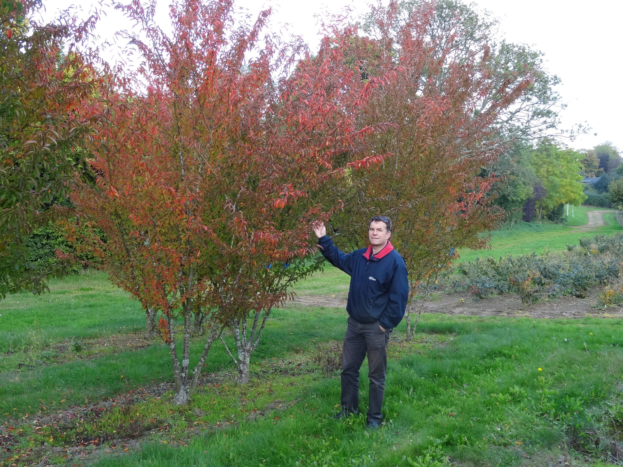 Prunus Pandora semi mature tree in autumn colour growing in field