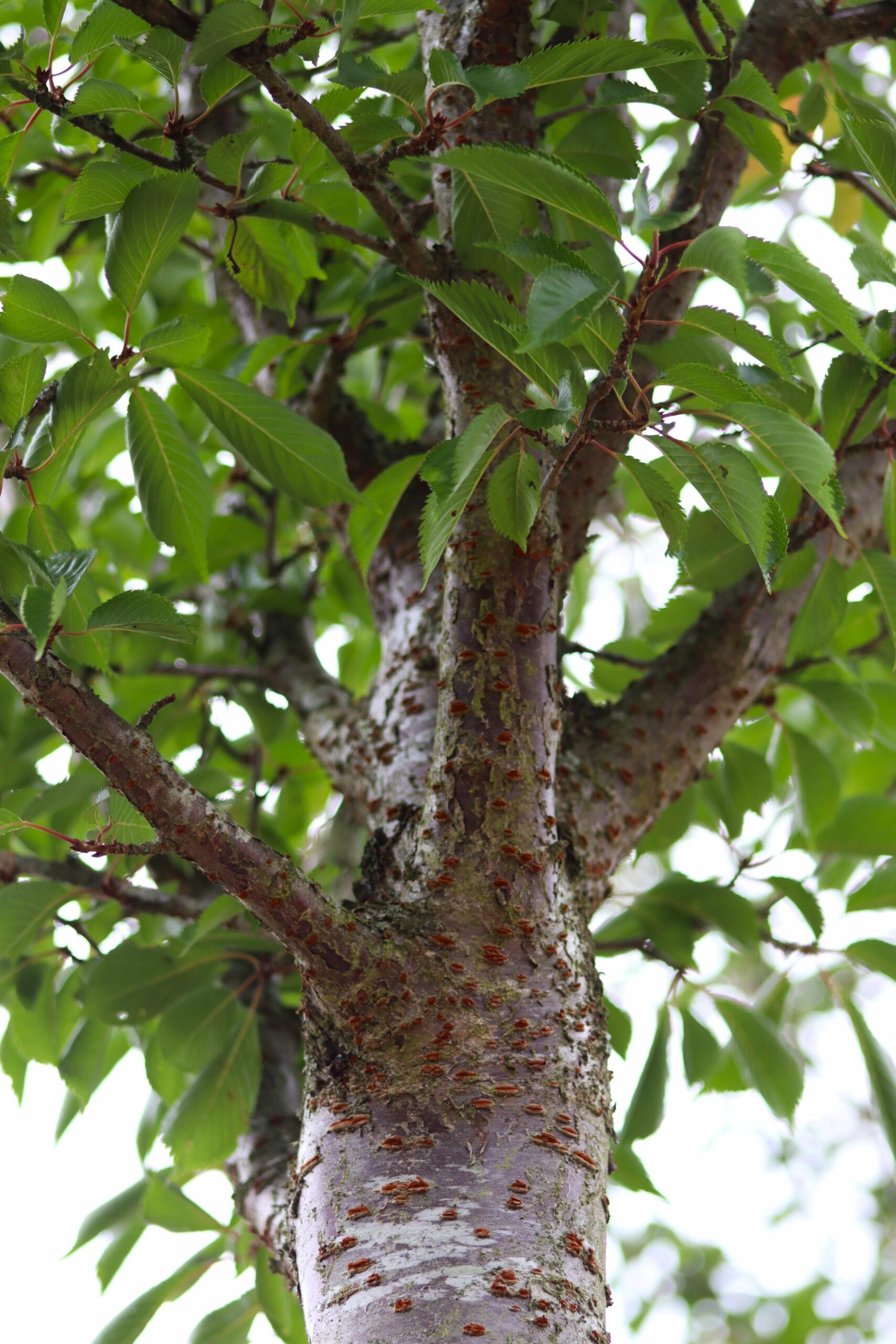 Prunus Pandora trunk and tree canopy