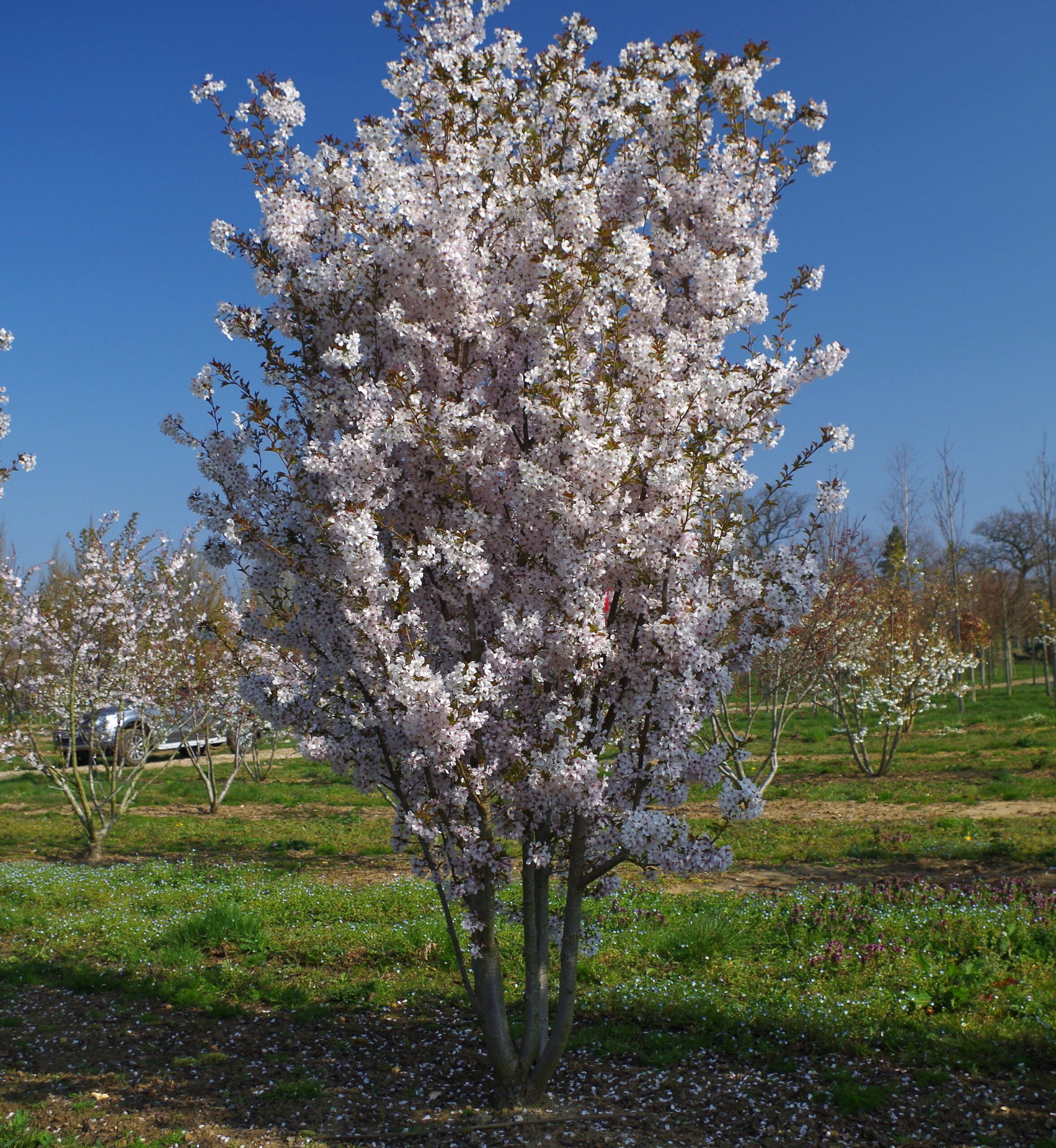 Prunus Pandora multi stem tree growing in a field with pink flower blossoms and blue sky