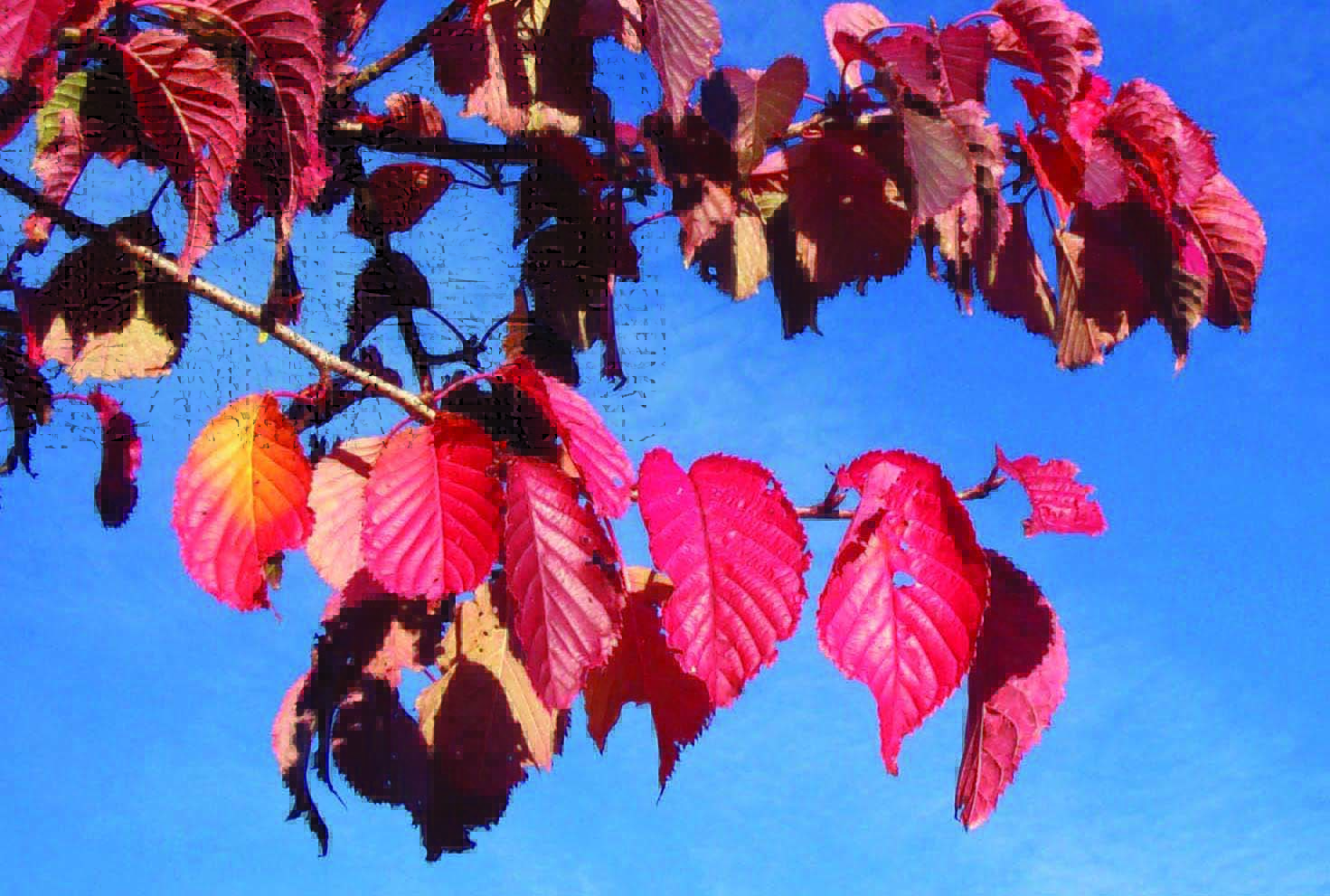 Prunus sargentii Charles Sargent red leaves
