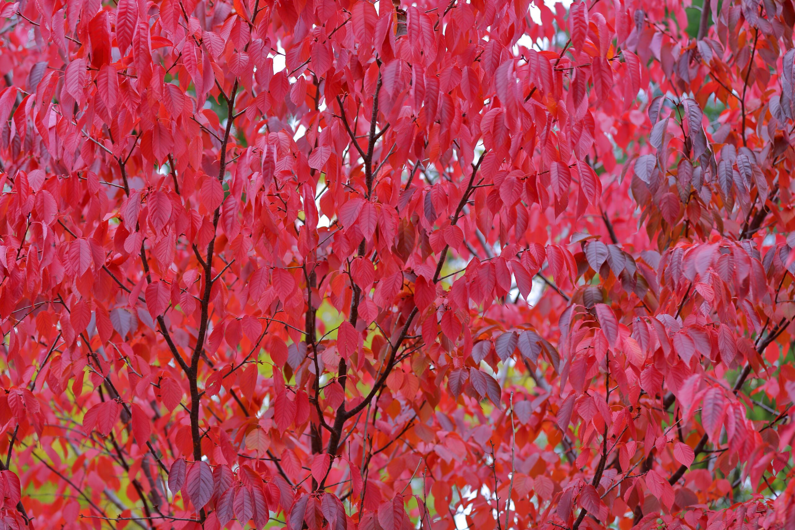 Prunus sargenttii Columaris autumn leaves