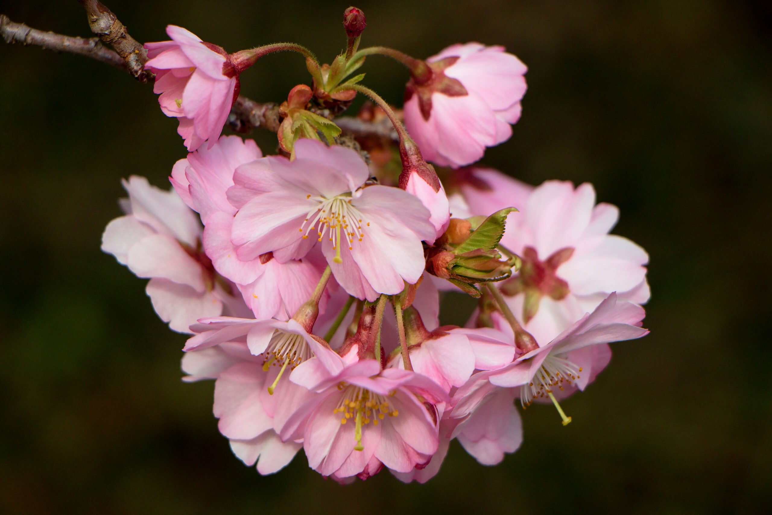 Prunus sargentii Rancho pink flower blossoms