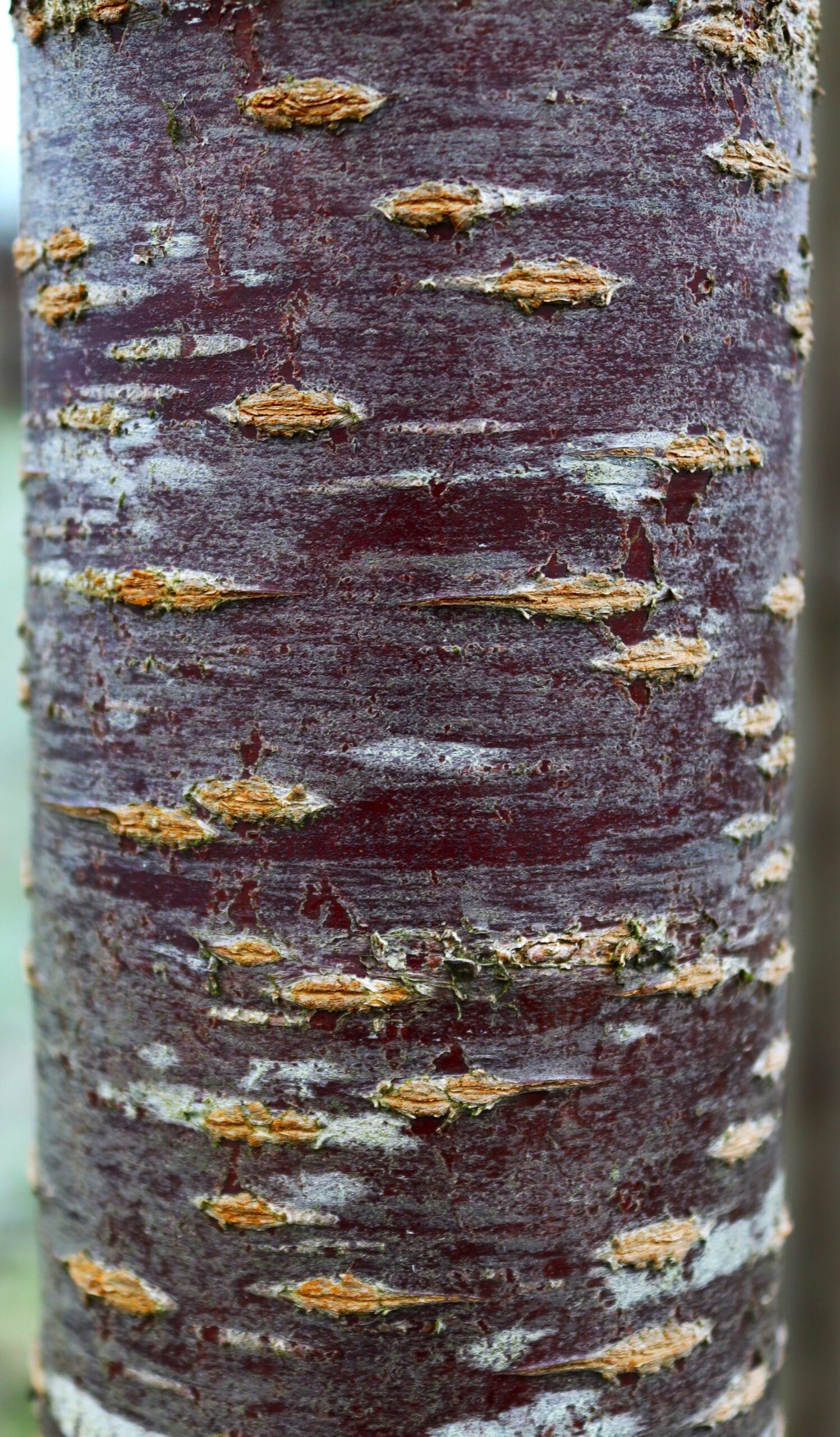 Prunus sargentii Rancho tree bark