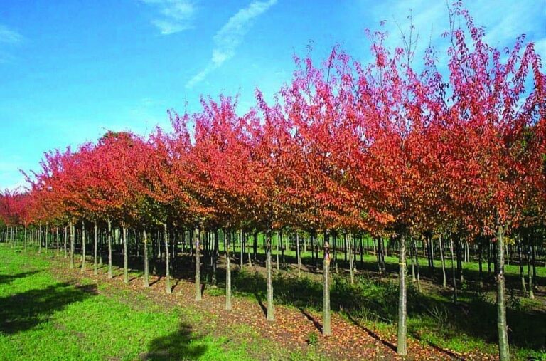 Prunus Sargentii ‘Rancho’ (Sargents Cherry)