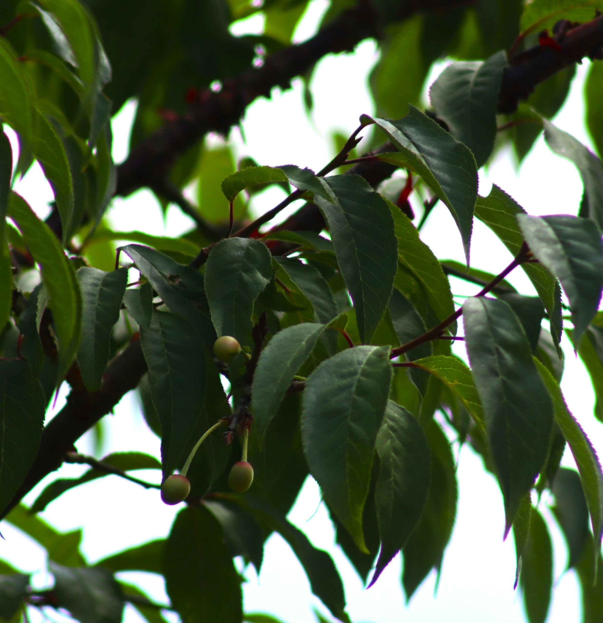Prunus serrula tree green leaves and berries
