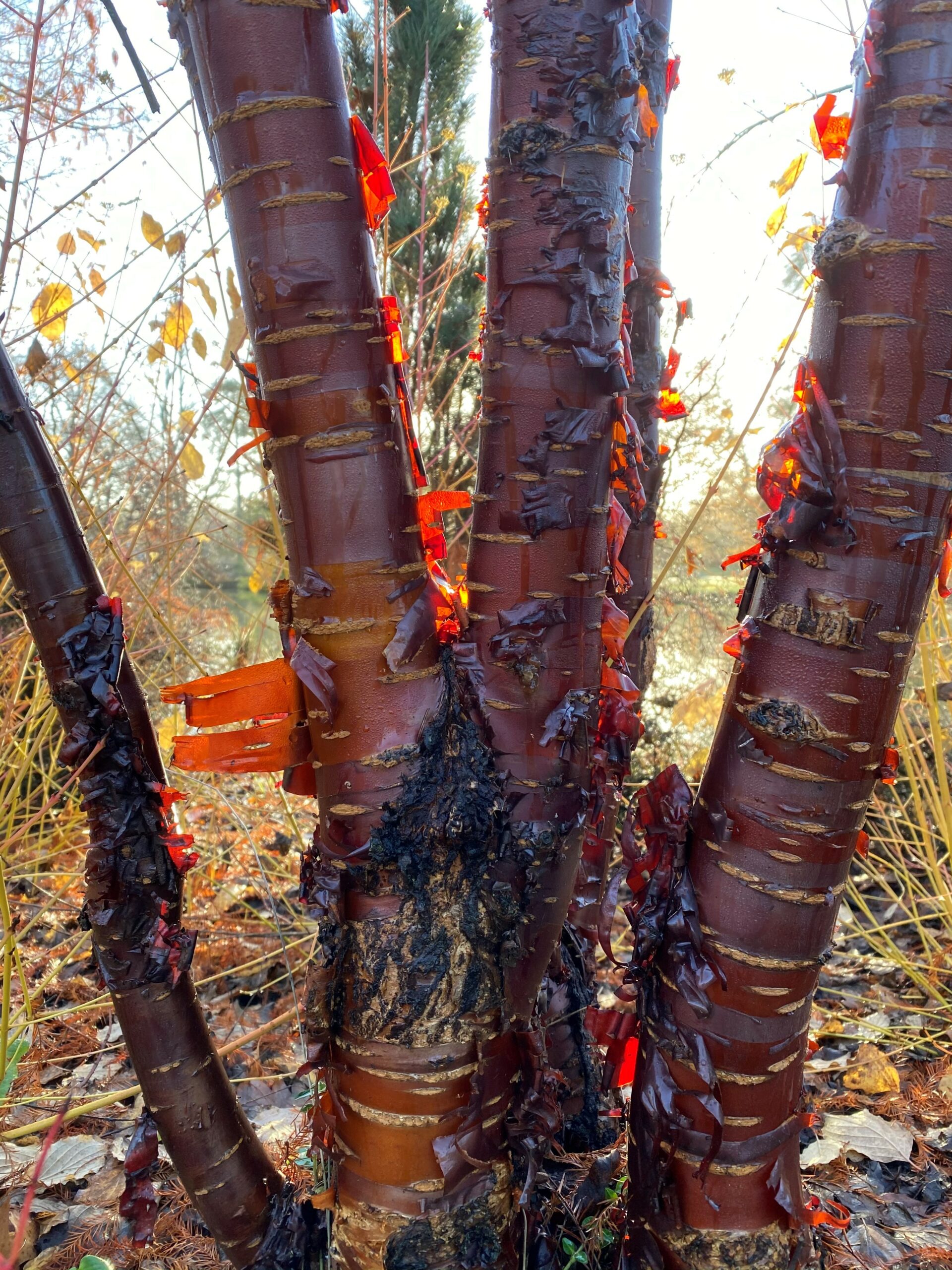 Prunus serrula multi stem tree bark. Credit Kevin Hobbs
