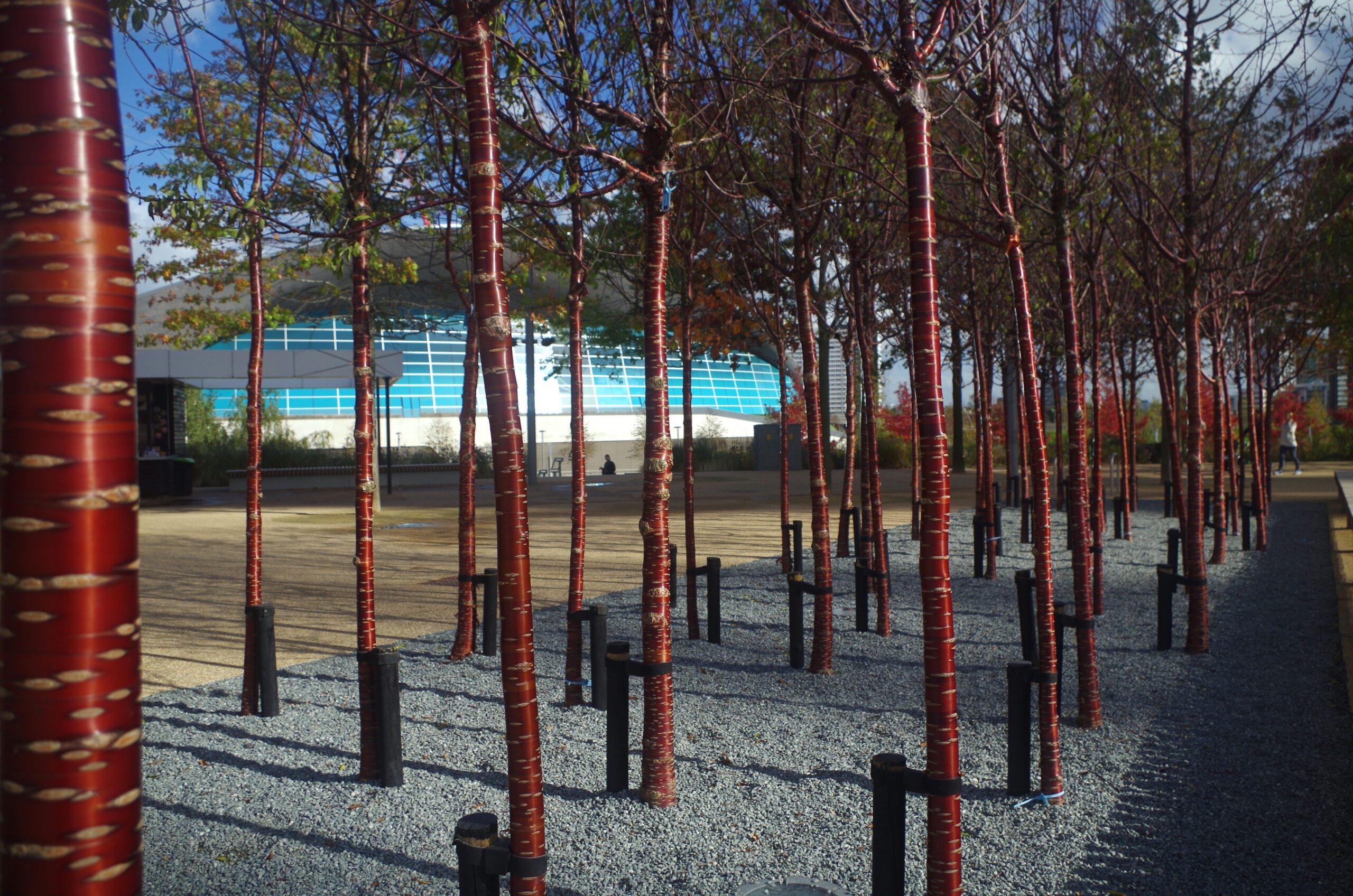Prunus serrula trees planted in rows with red bark