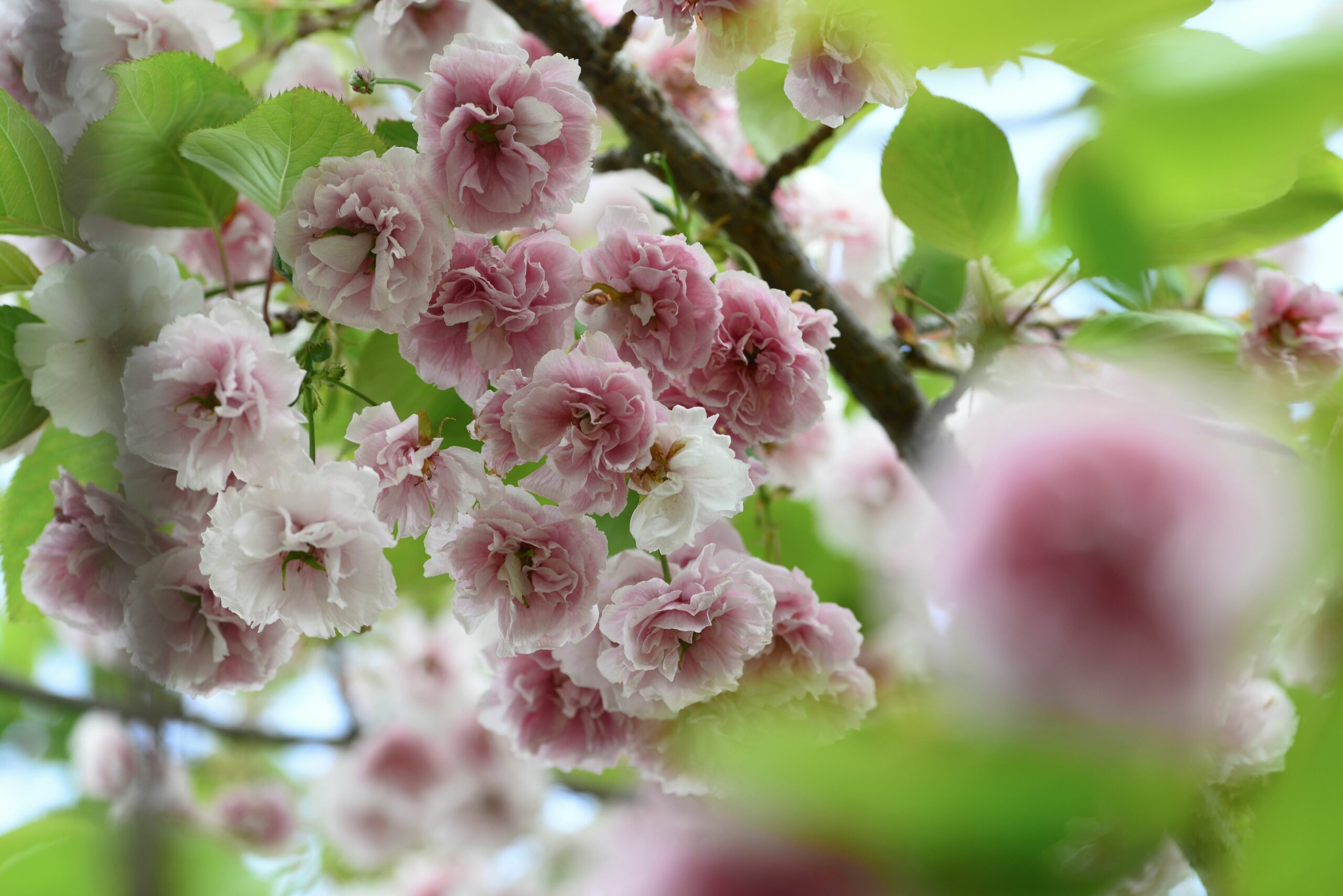 Prunus serrulata fugenzo Shirofugen pink flower blossoms