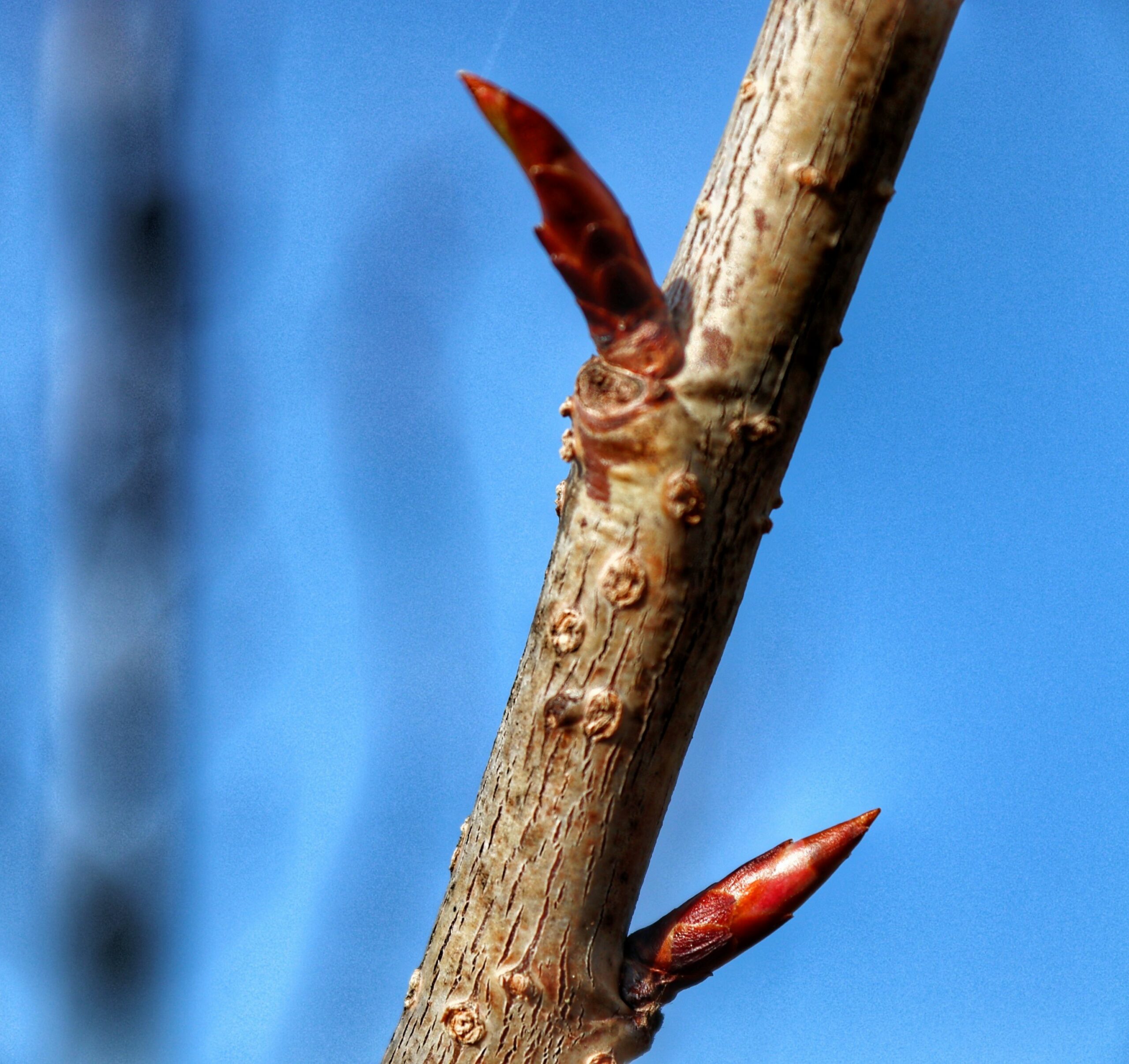 Prunus serrulata fugenzo Shirofugen red buds