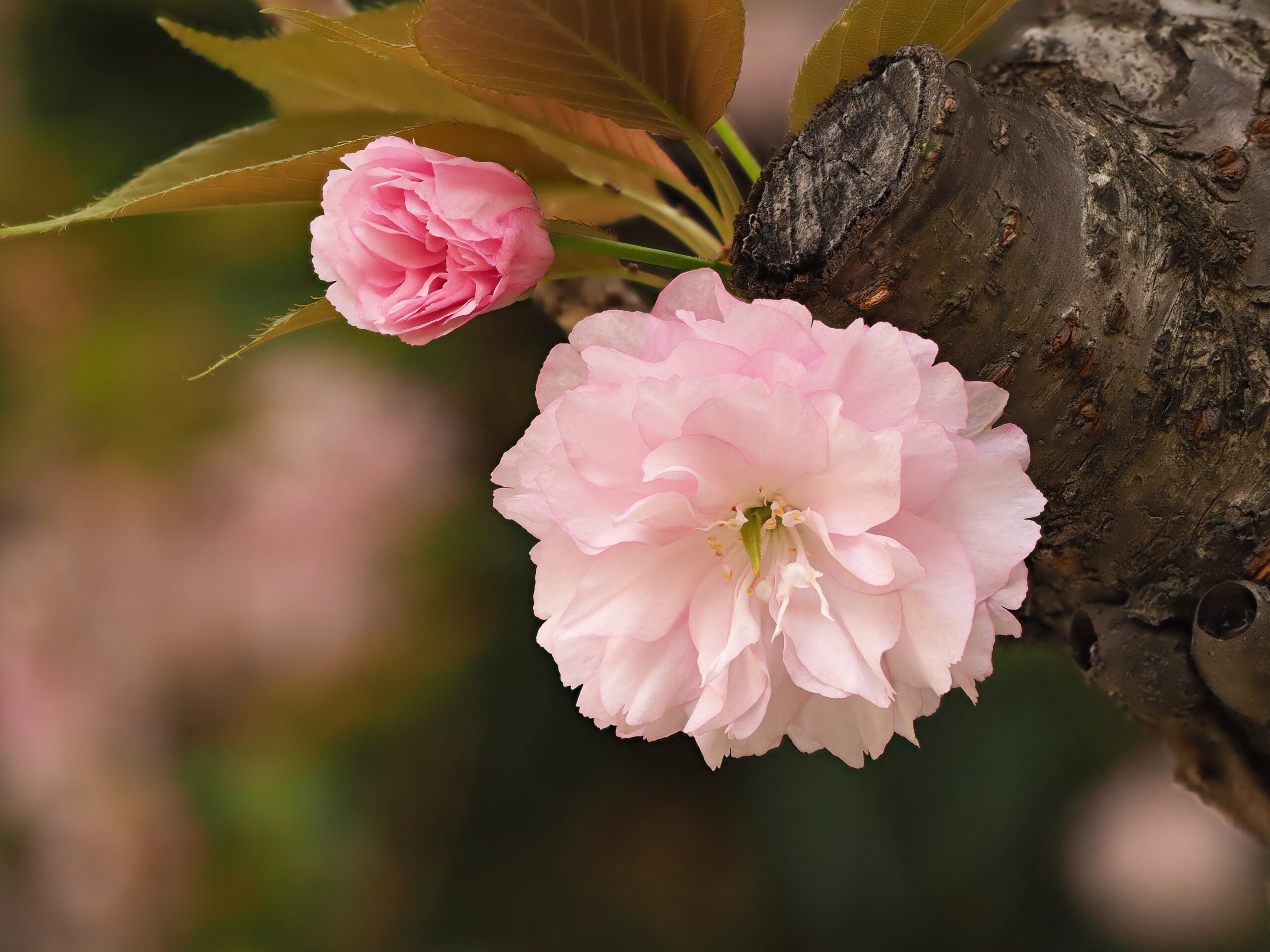 Prunus serrulata Kanzan pink flower blossom and bud
