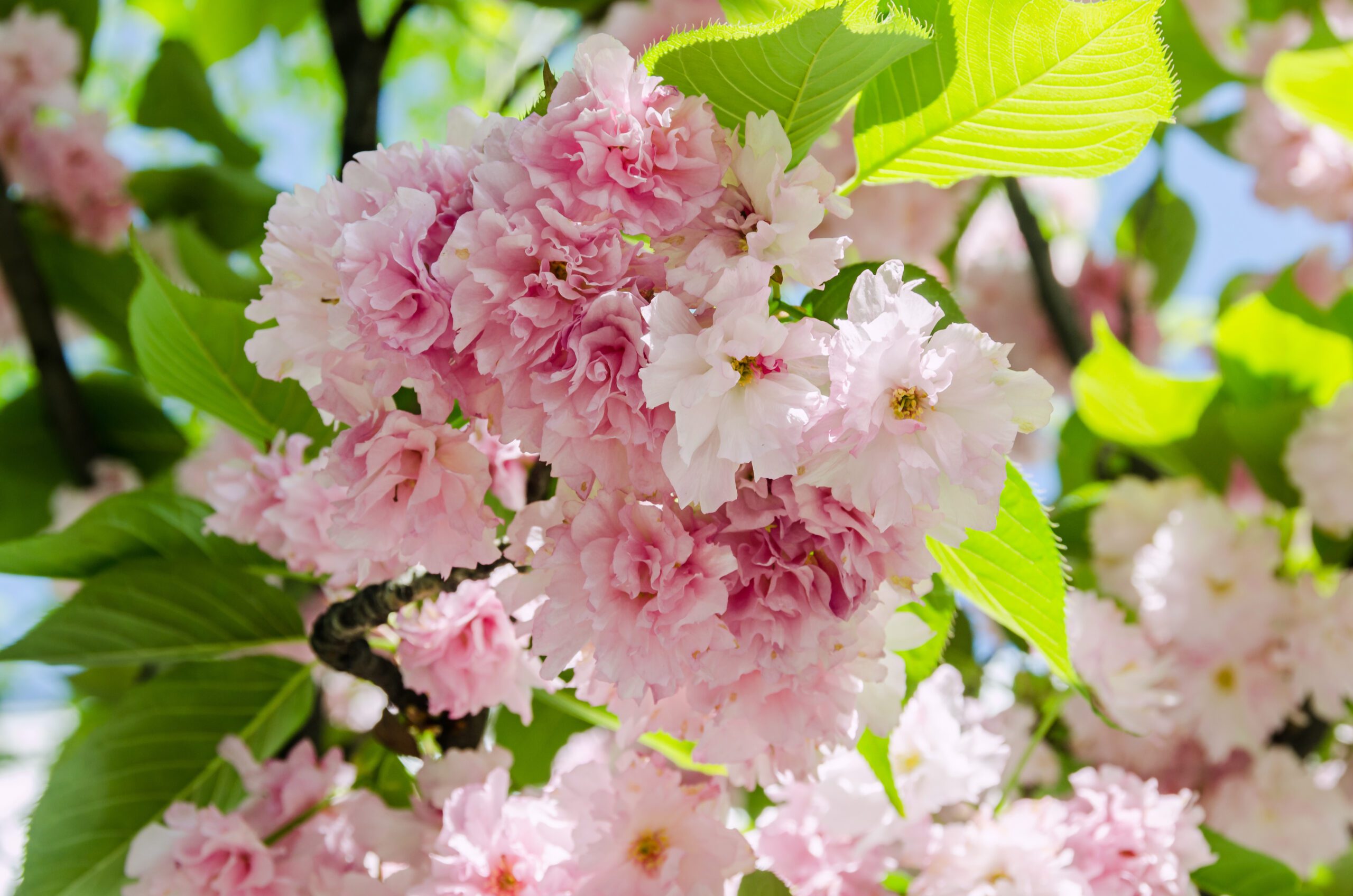 Prunus serrulata Kanzan pink flower blossoms