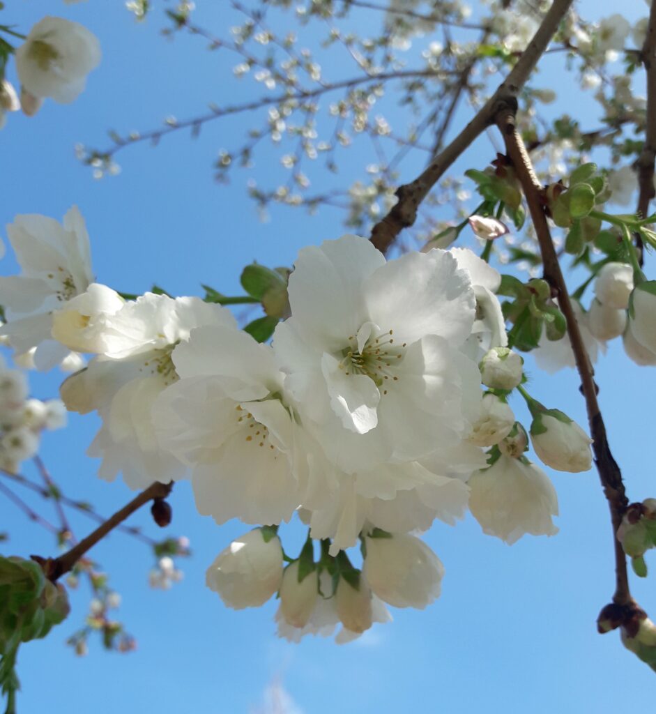 Prunus 'Mount Fuji' (Shirotae) Tree Hillier Trees