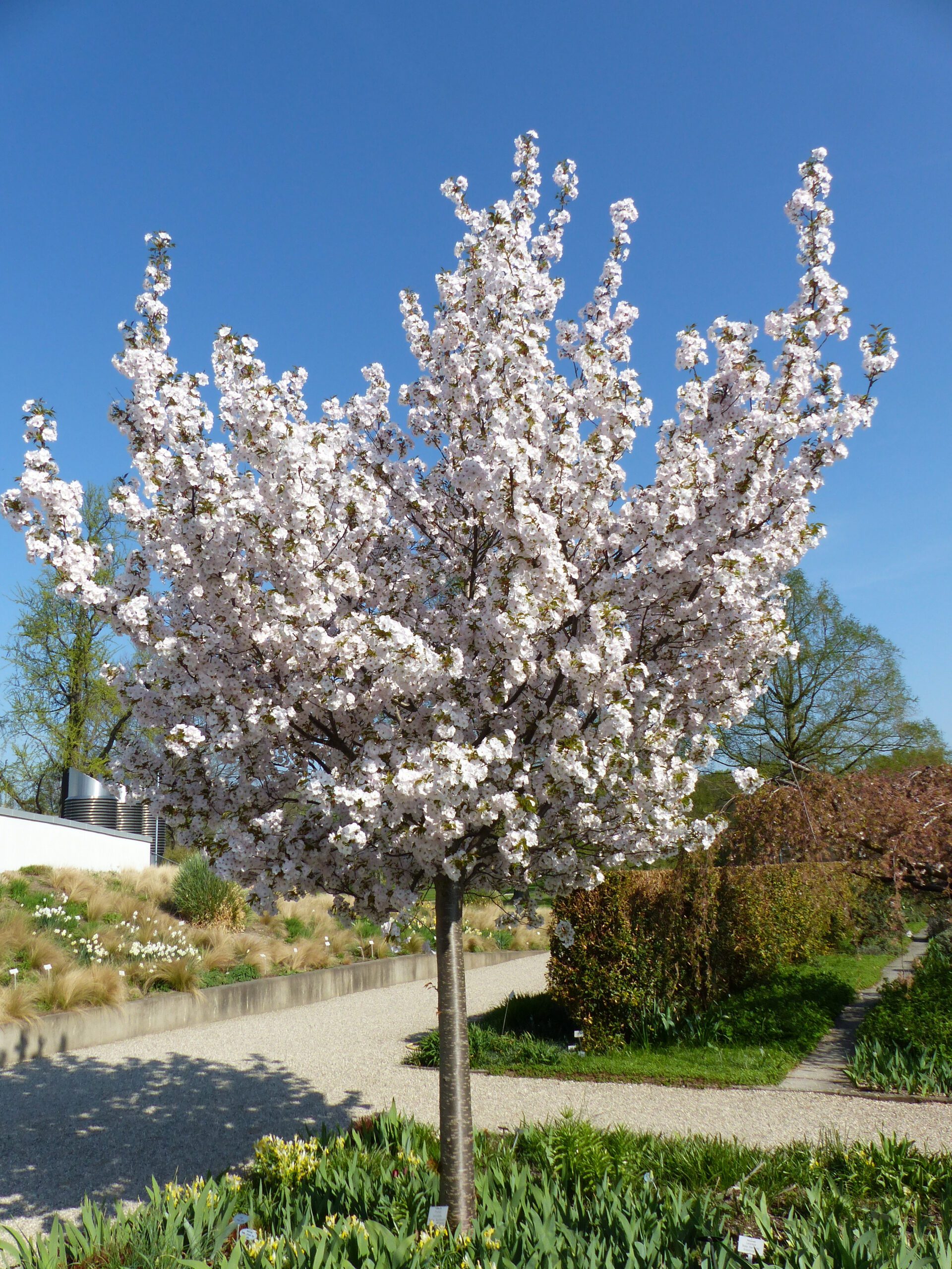 Prunus serrulata Sunset Boulevard in blossom