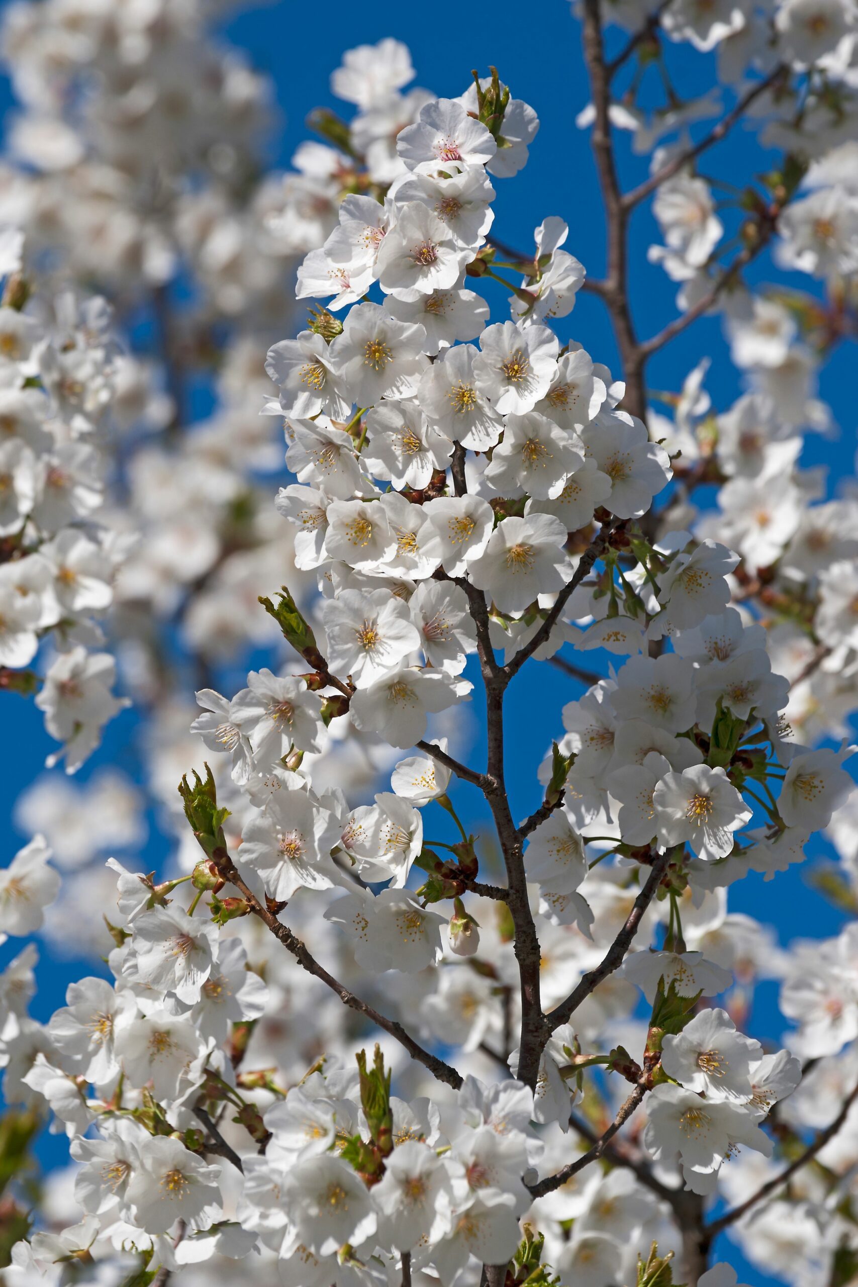 Prunus Snow Goose white flower blossom and blue sky