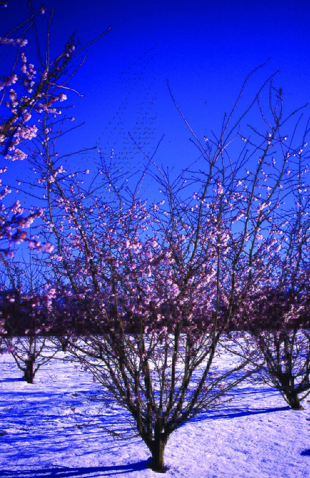 Prunus subhirtella ‘Autumnalis Rosea’ Tree Hillier Trees