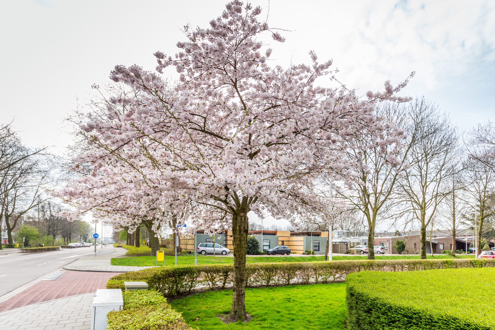 Prunus subhirtella ‘Autumnalis Rosea’ Tree Hillier Trees