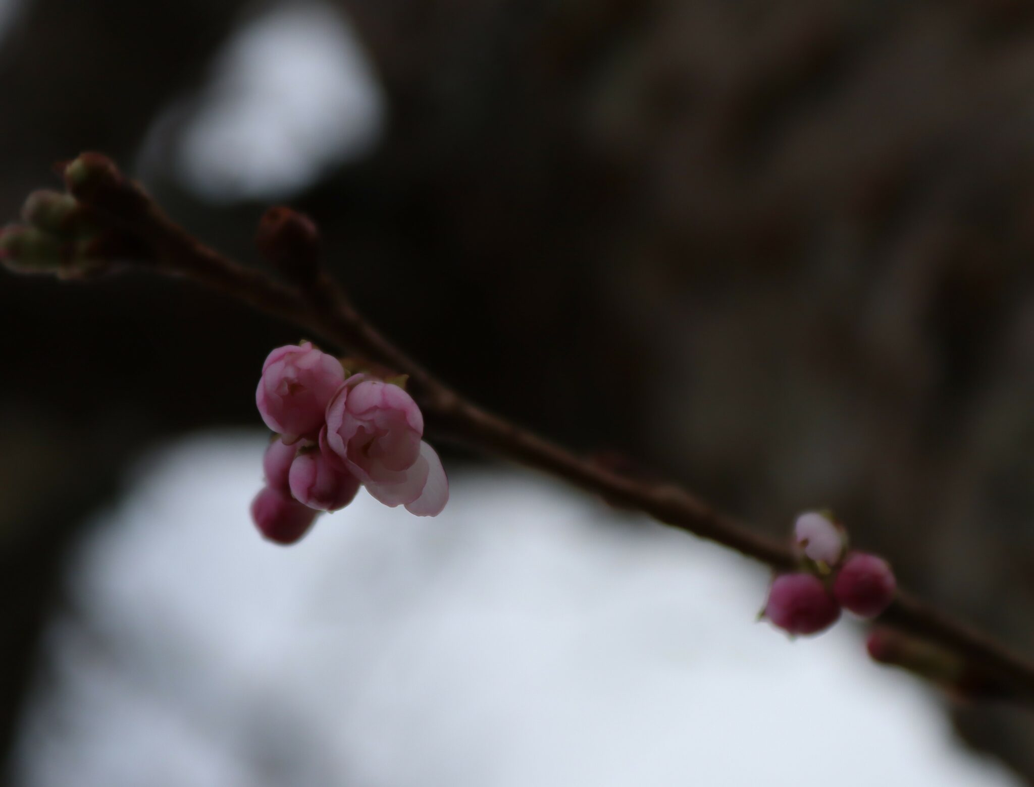 Prunus subhirtella ‘Autumnalis Rosea’ Tree Hillier Trees