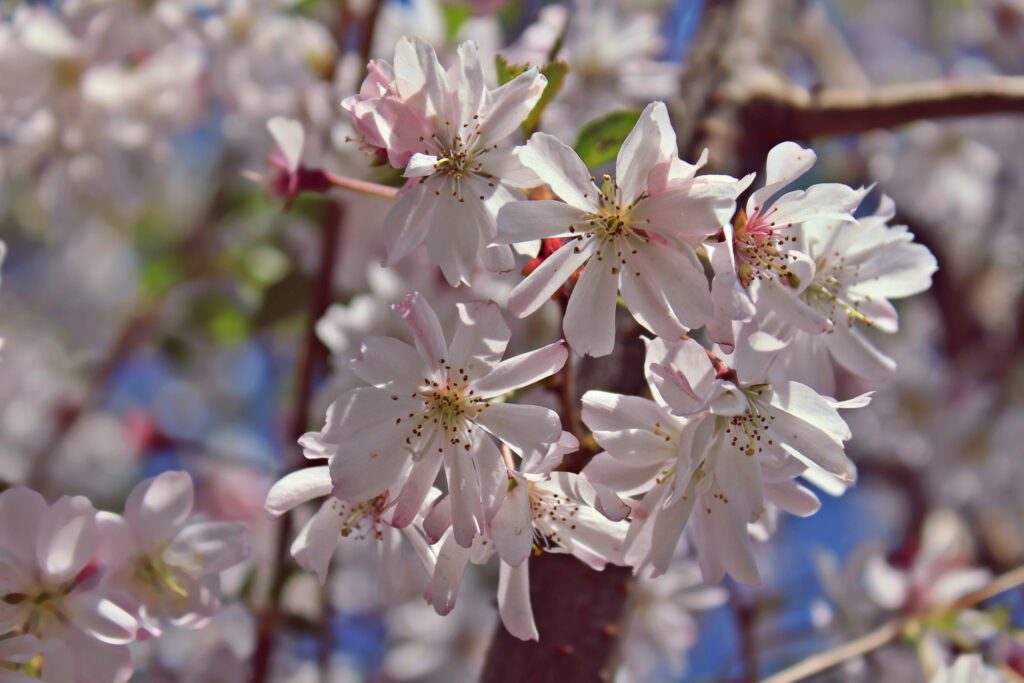 Prunus subhirtella Autumnalis Rosea pink flower blossoms