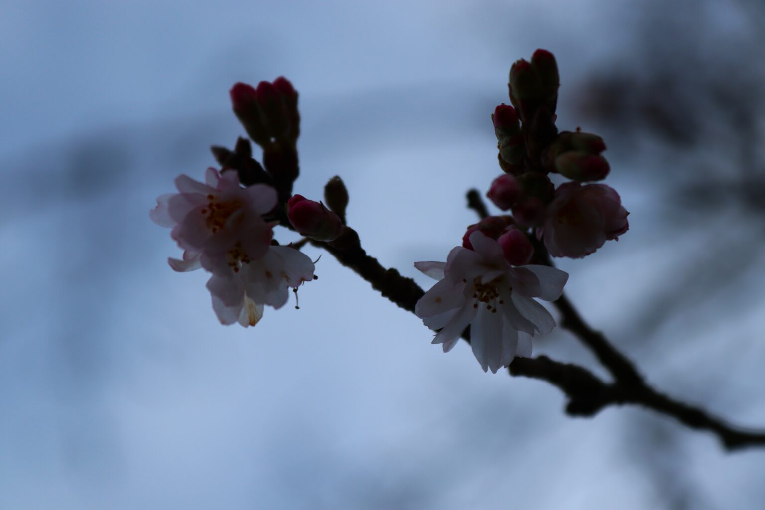 Prunus subhirtella ‘Autumnalis Rosea’ Tree Hillier Trees