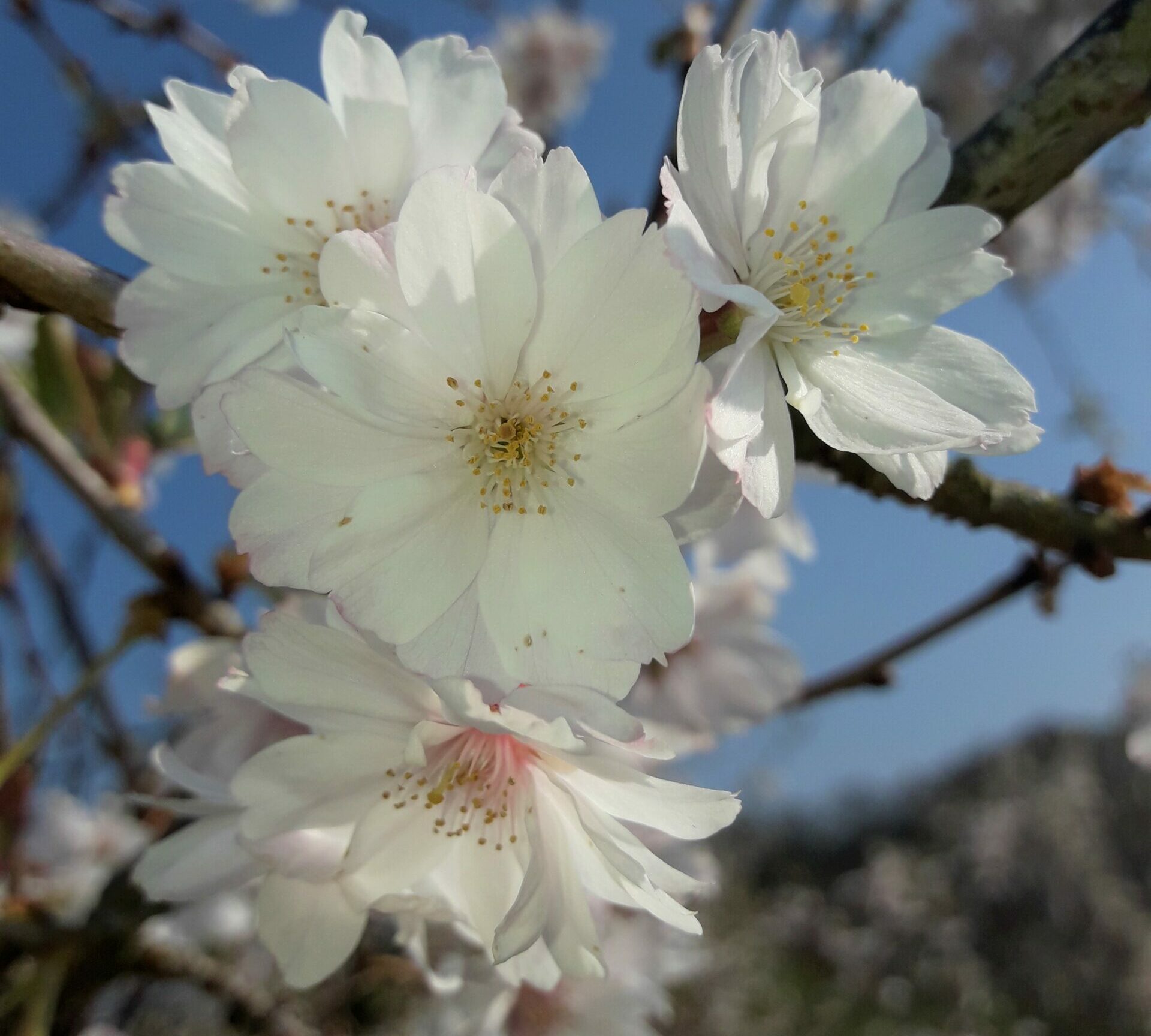 Prunus subhirtells Autumnalis white flowers