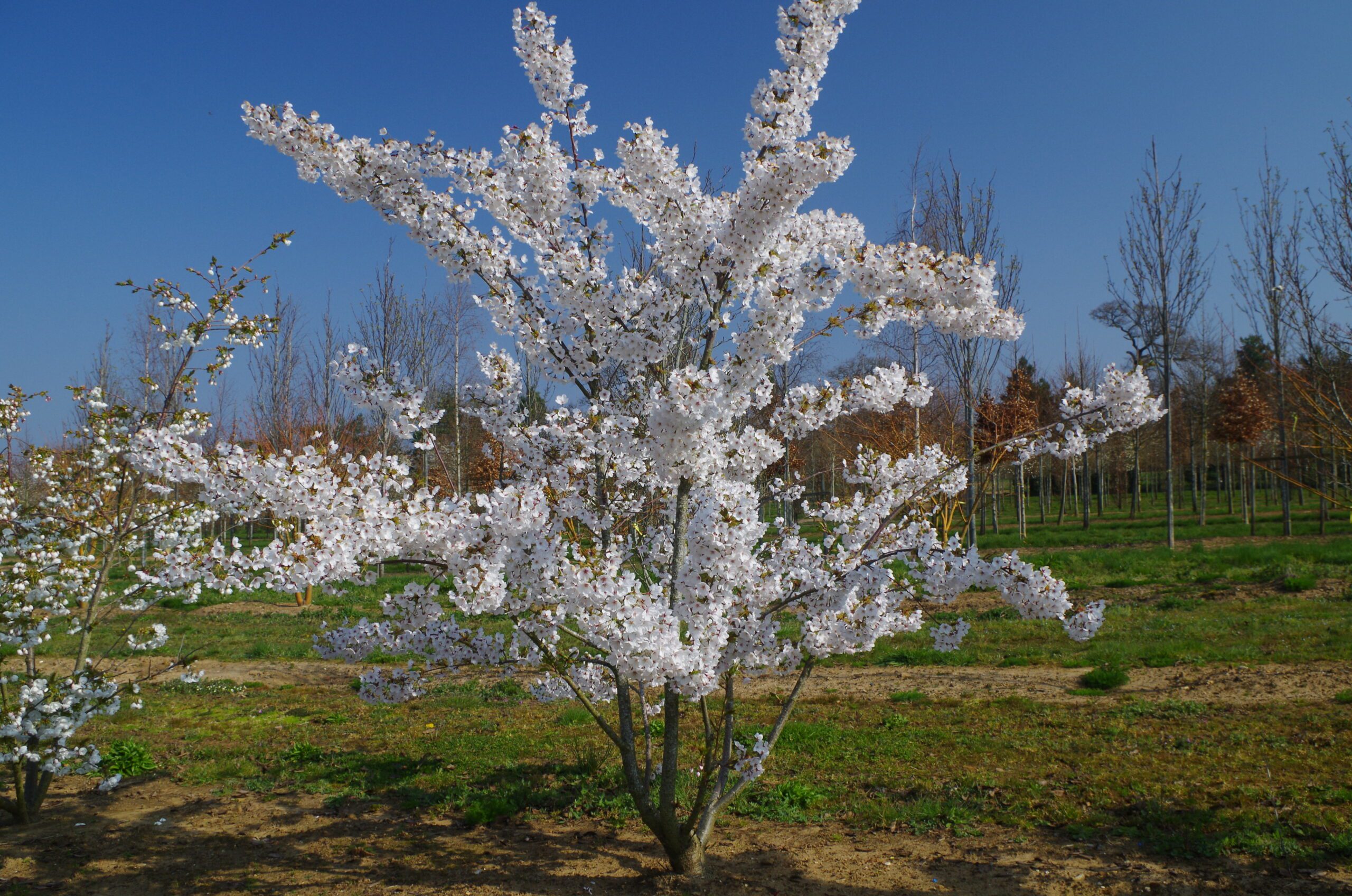 Prunus yedoensis multi stem tree with white flower blossom growing in field