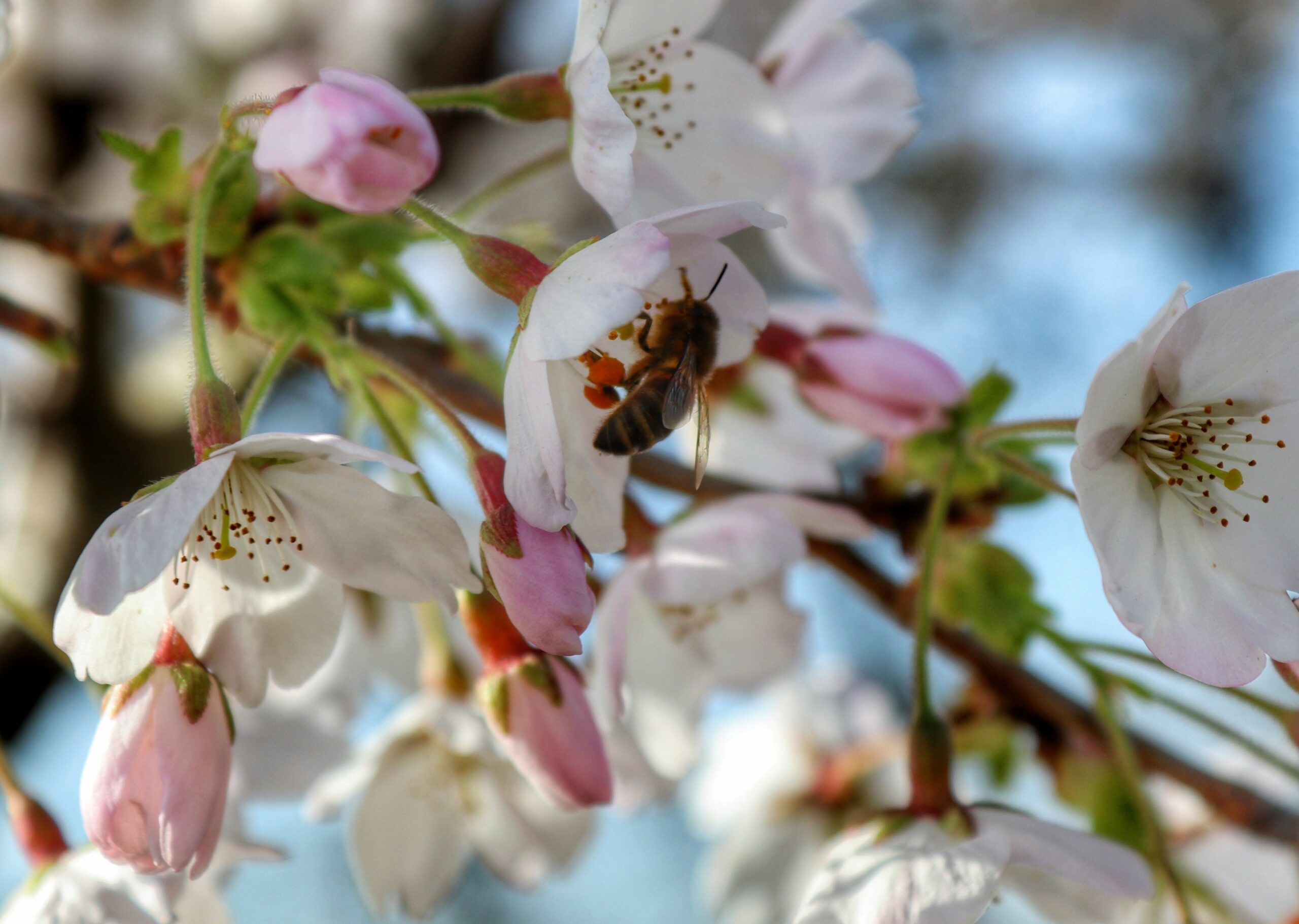 Prunus yedoensis blossom with bee