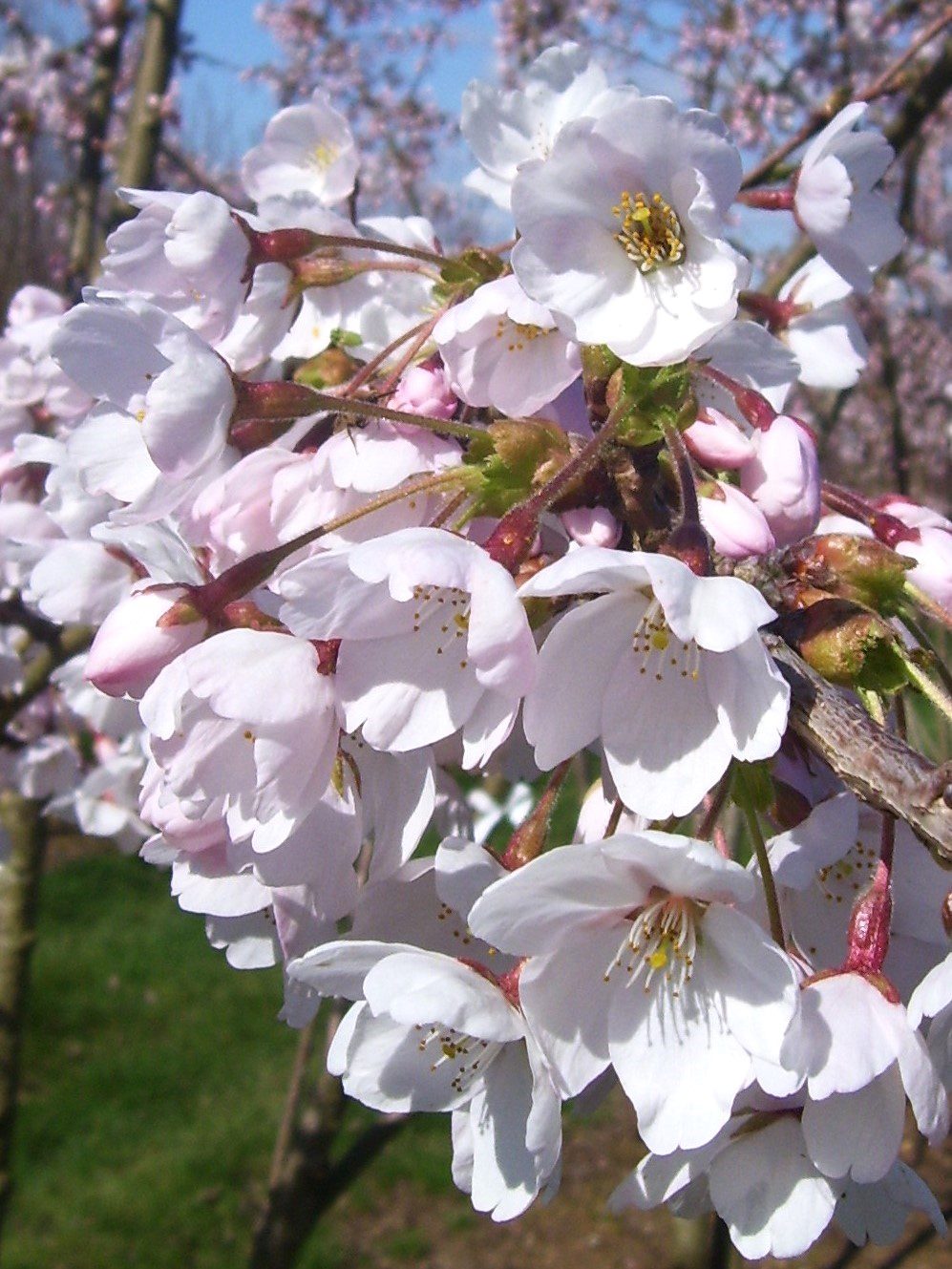 Prunus yedoensis white and pink flower blossom