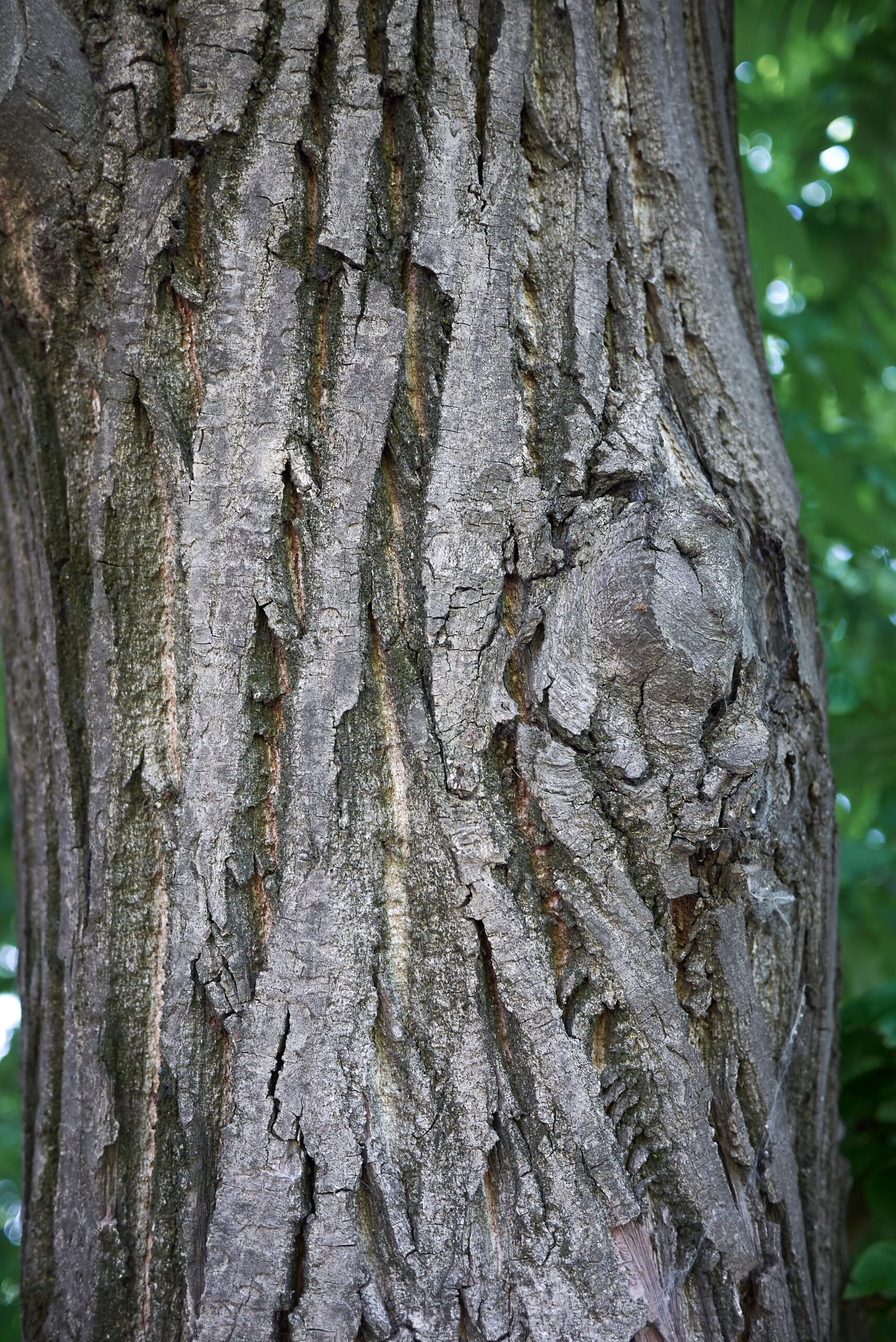 Pterocarys tree bark