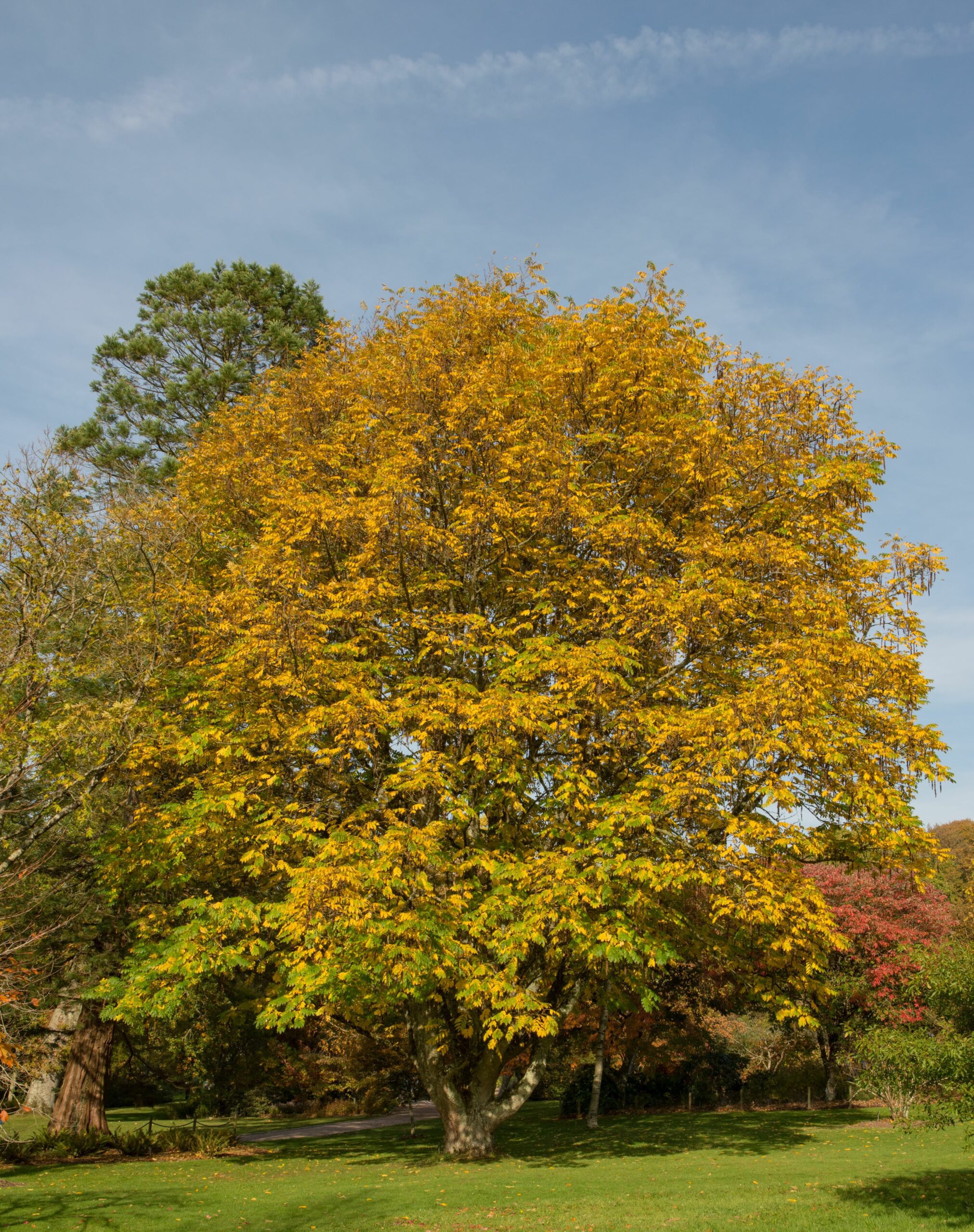 Pteroarya Fraxinifolia mature tree in field in autumn colour