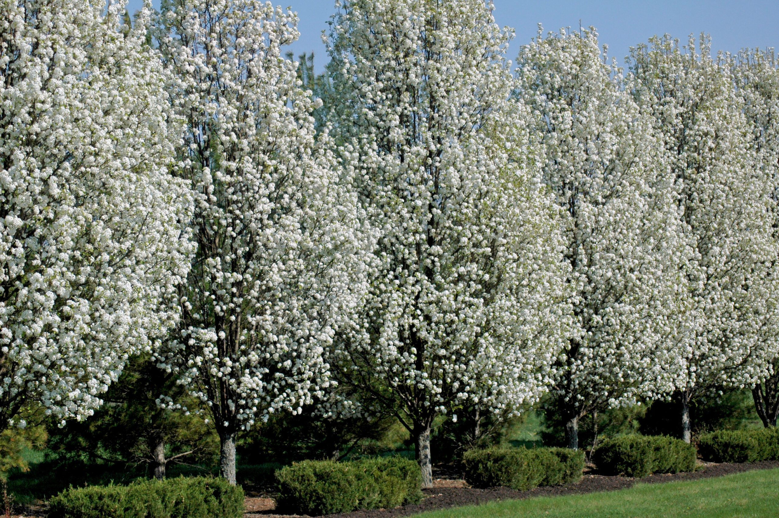 Pyrus calleryana Autumn Blaze mature trees with white blossom in rows in field