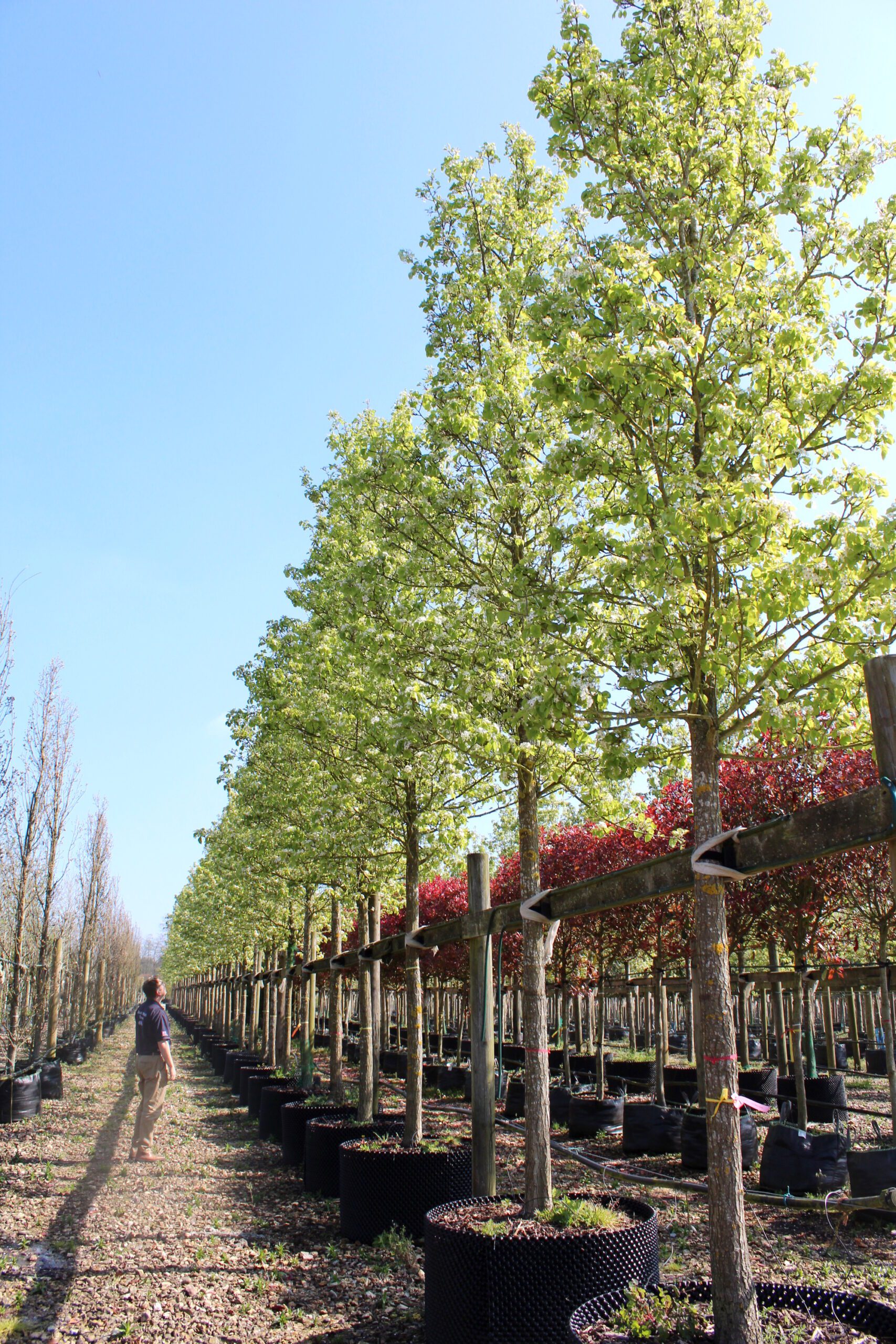 Pryus calleryana Chanticleer trees in blossom growing in rows in containers